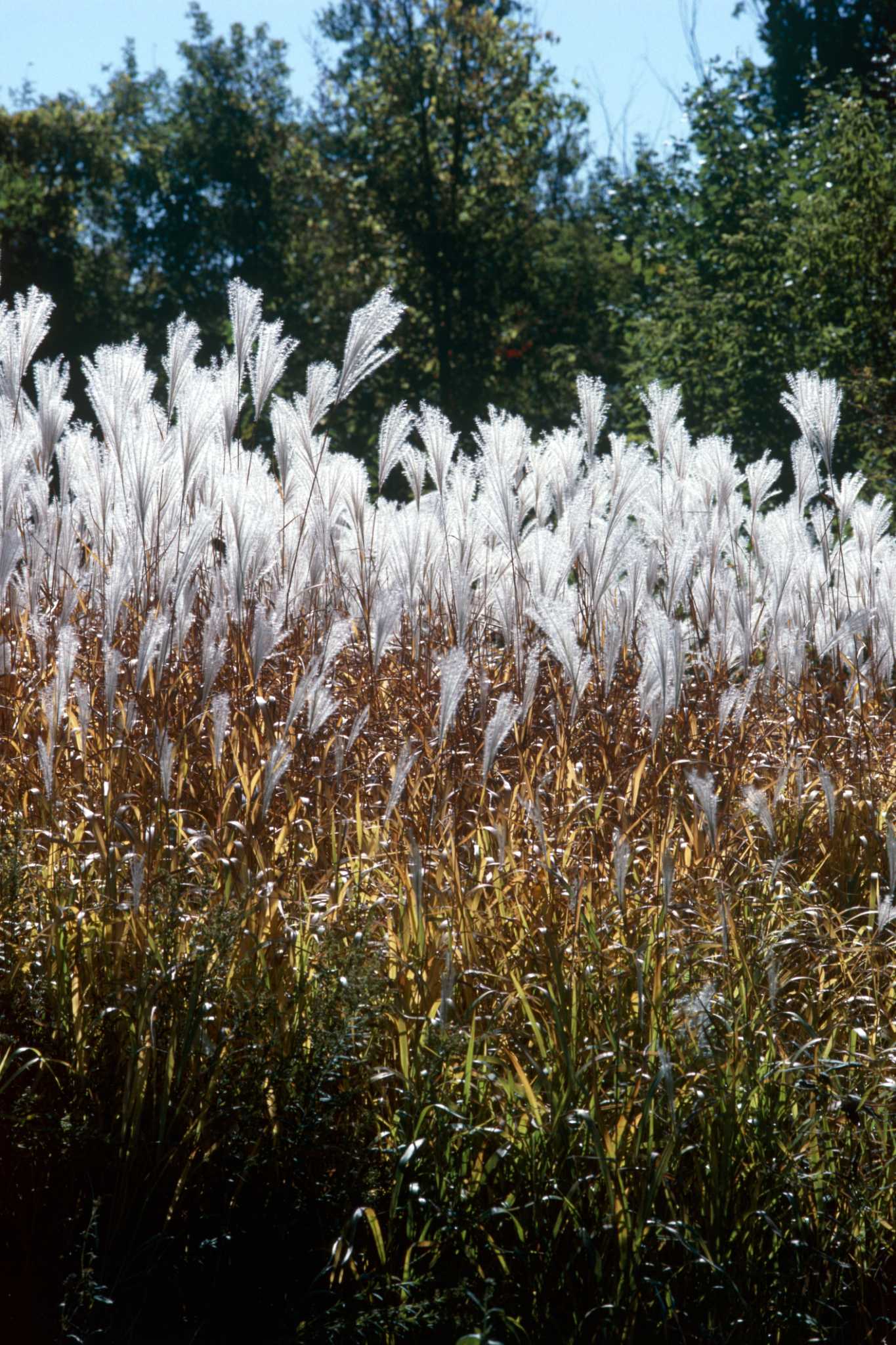 Does Pampas Grass Need Full Sun 