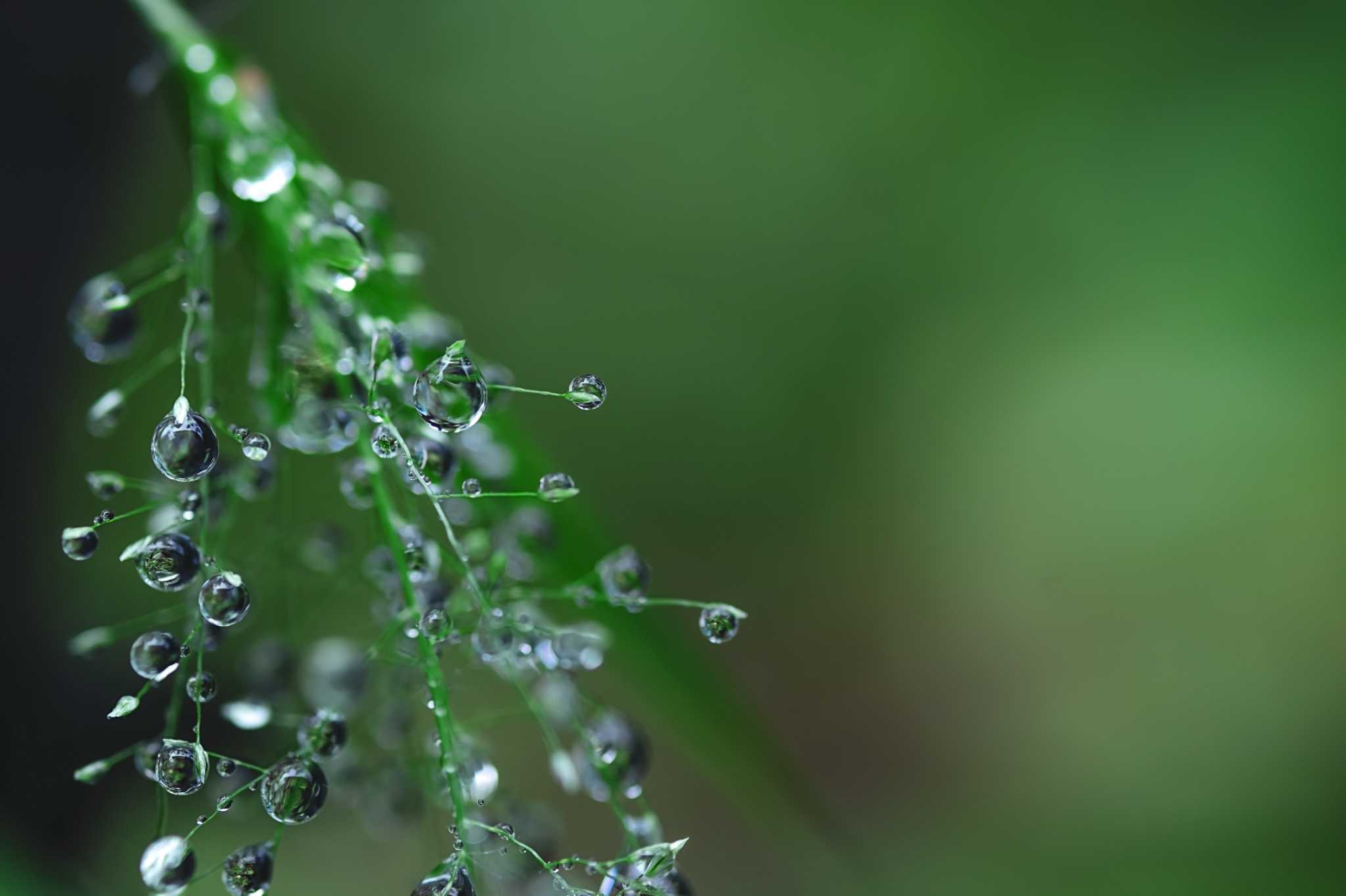 What Will Absorb Water in My Yard?