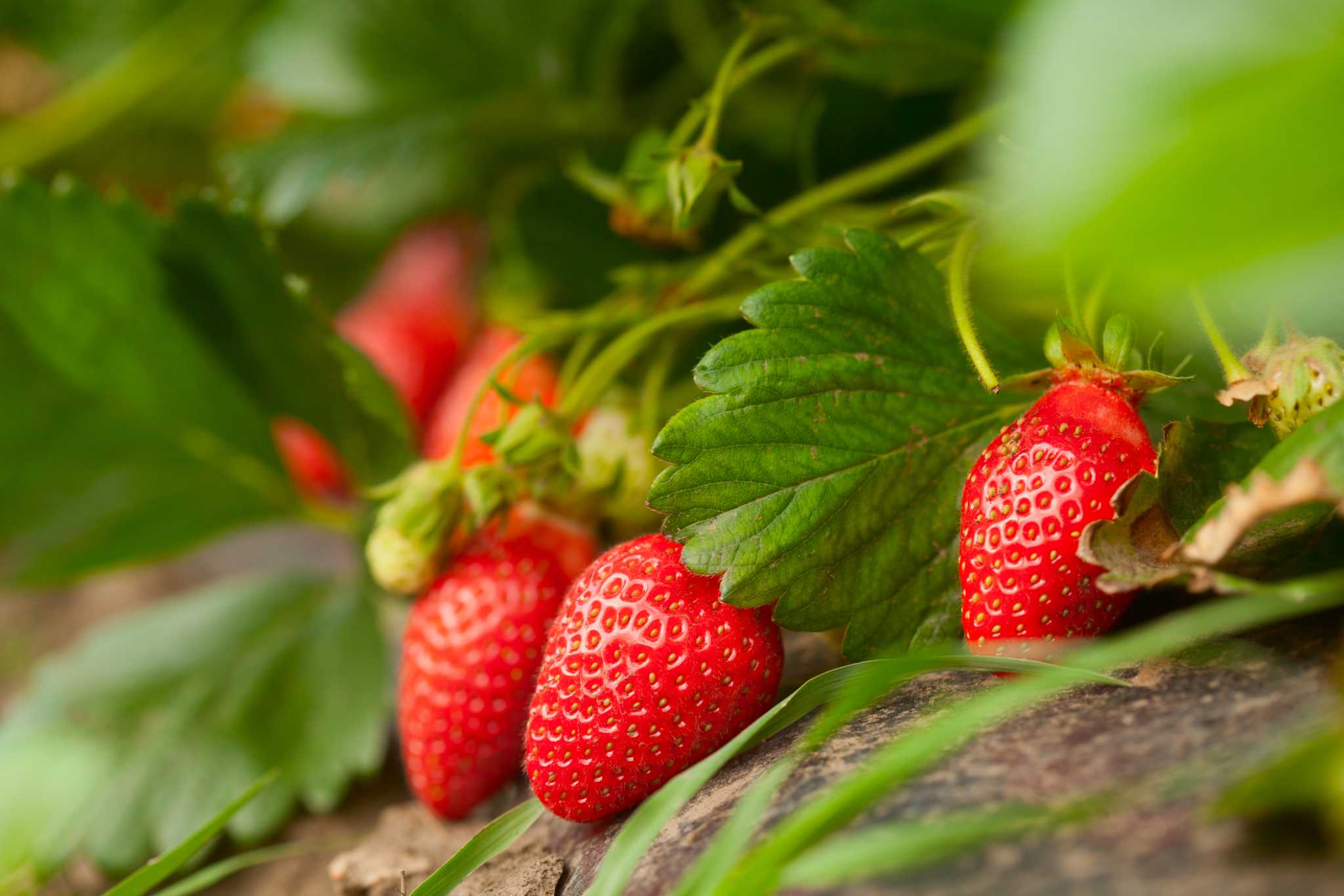 How to Acidify Soil for Strawberries
