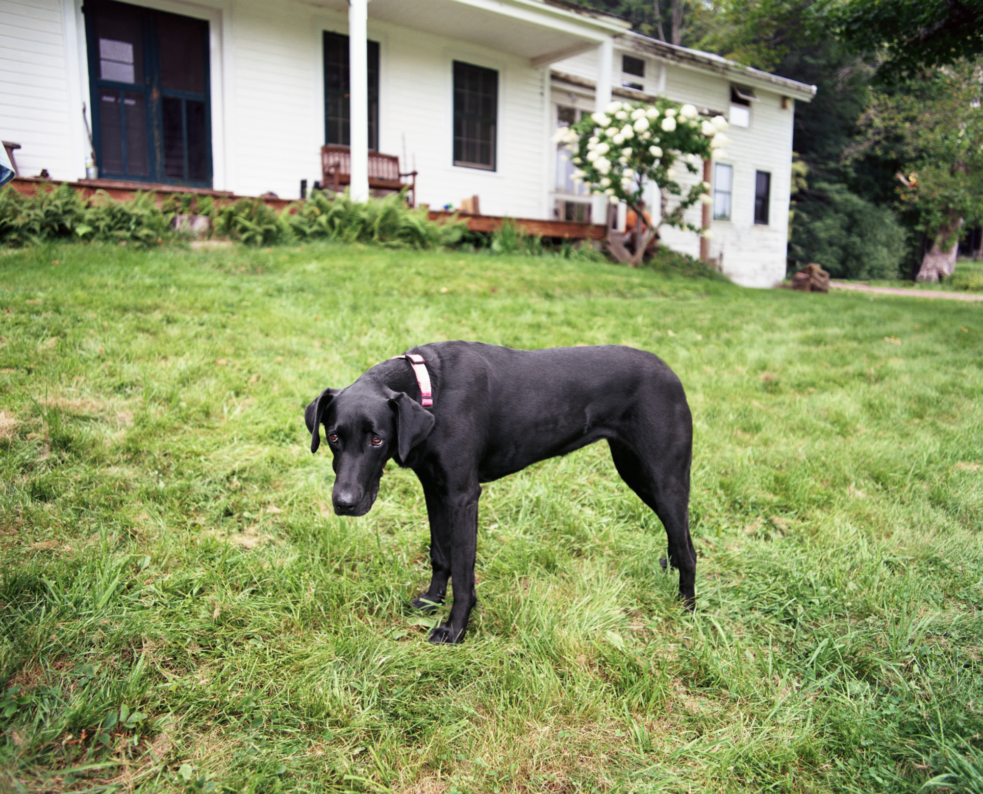 Mowing With The Great Dane 