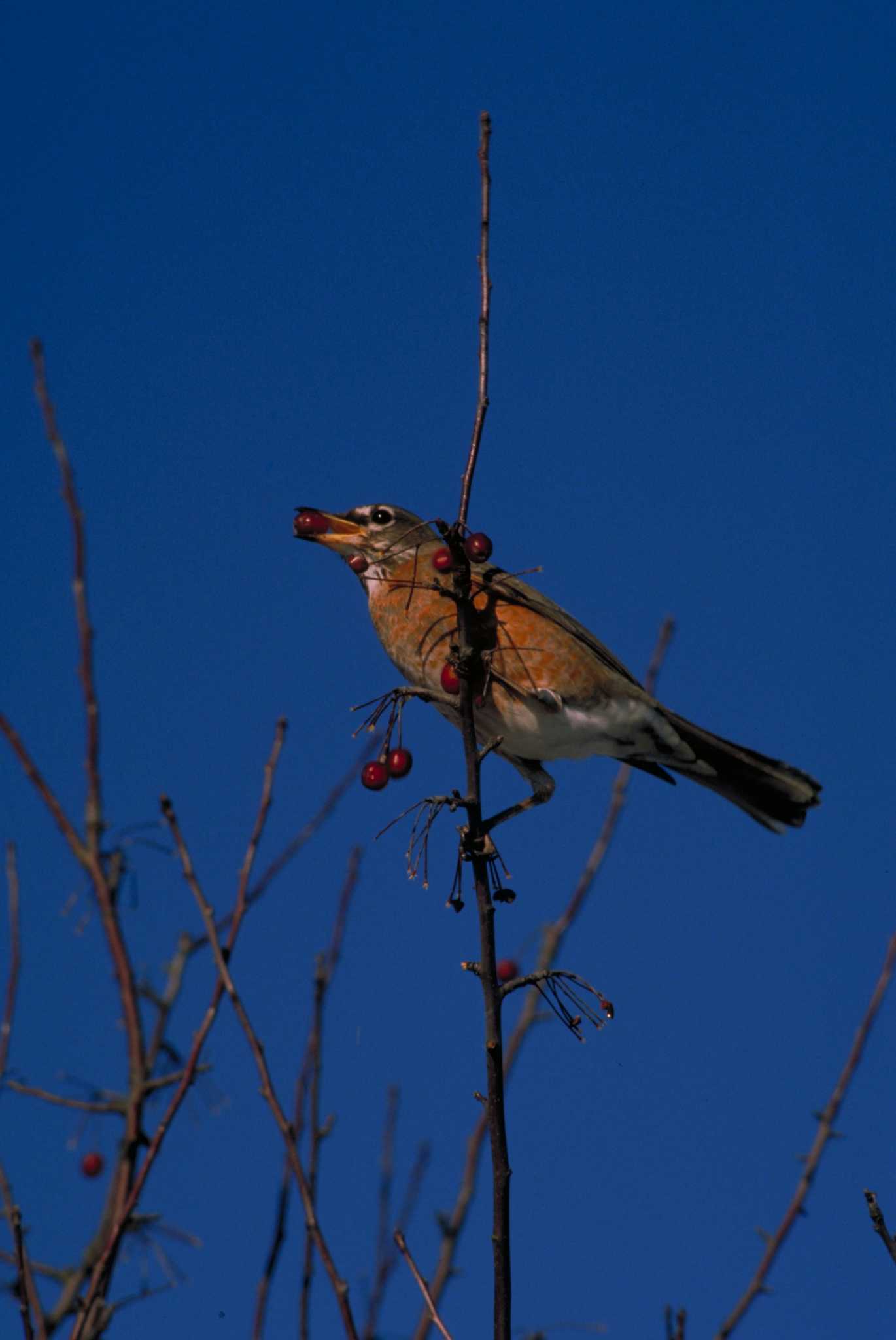 Does an Adams Crabapple Tree Need Cross Pollinator?