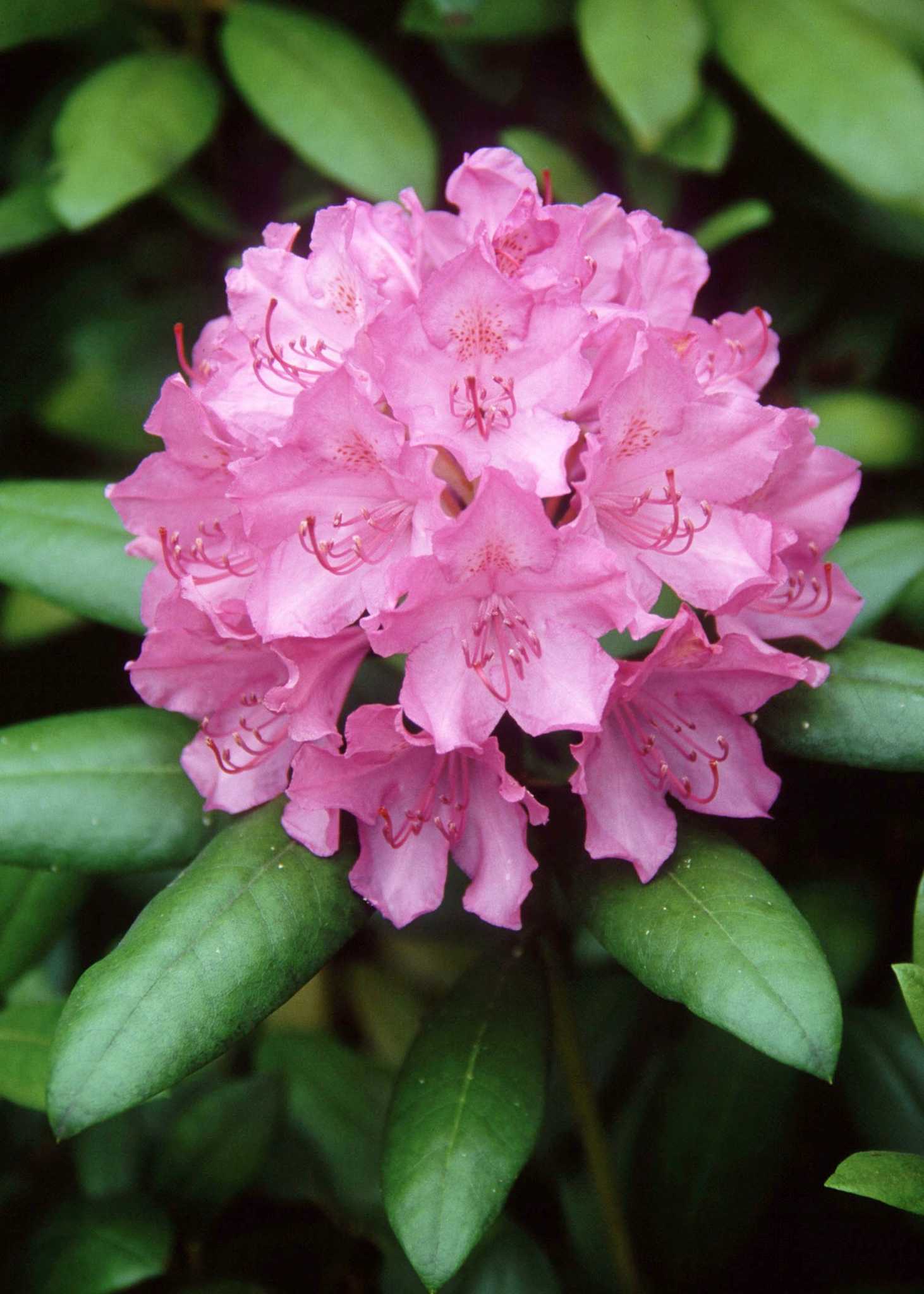 How to Prune an Overgrown Rhododendron Without Hurting It
