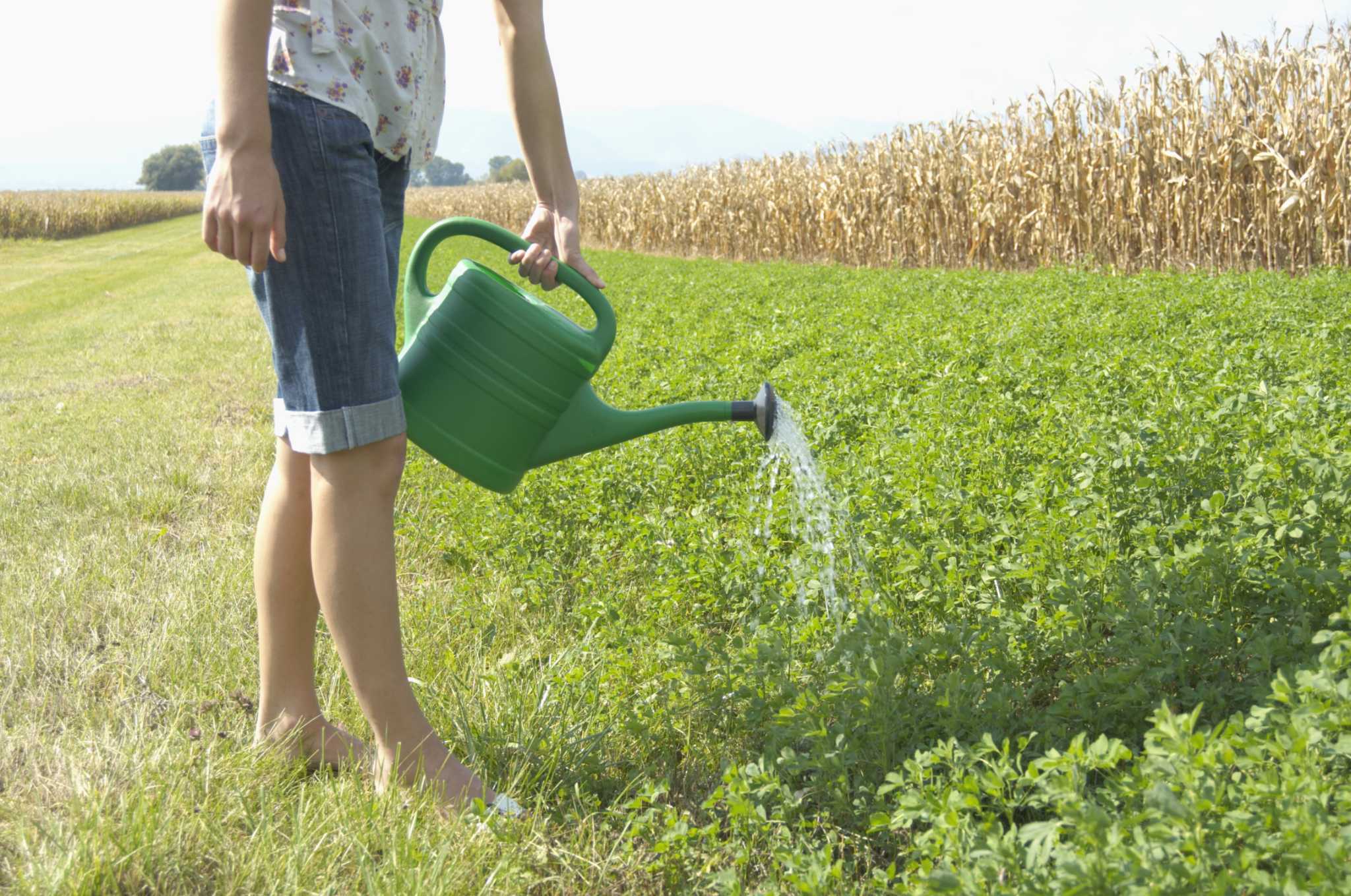 How to Add Ant Control to a Mulch Pile
