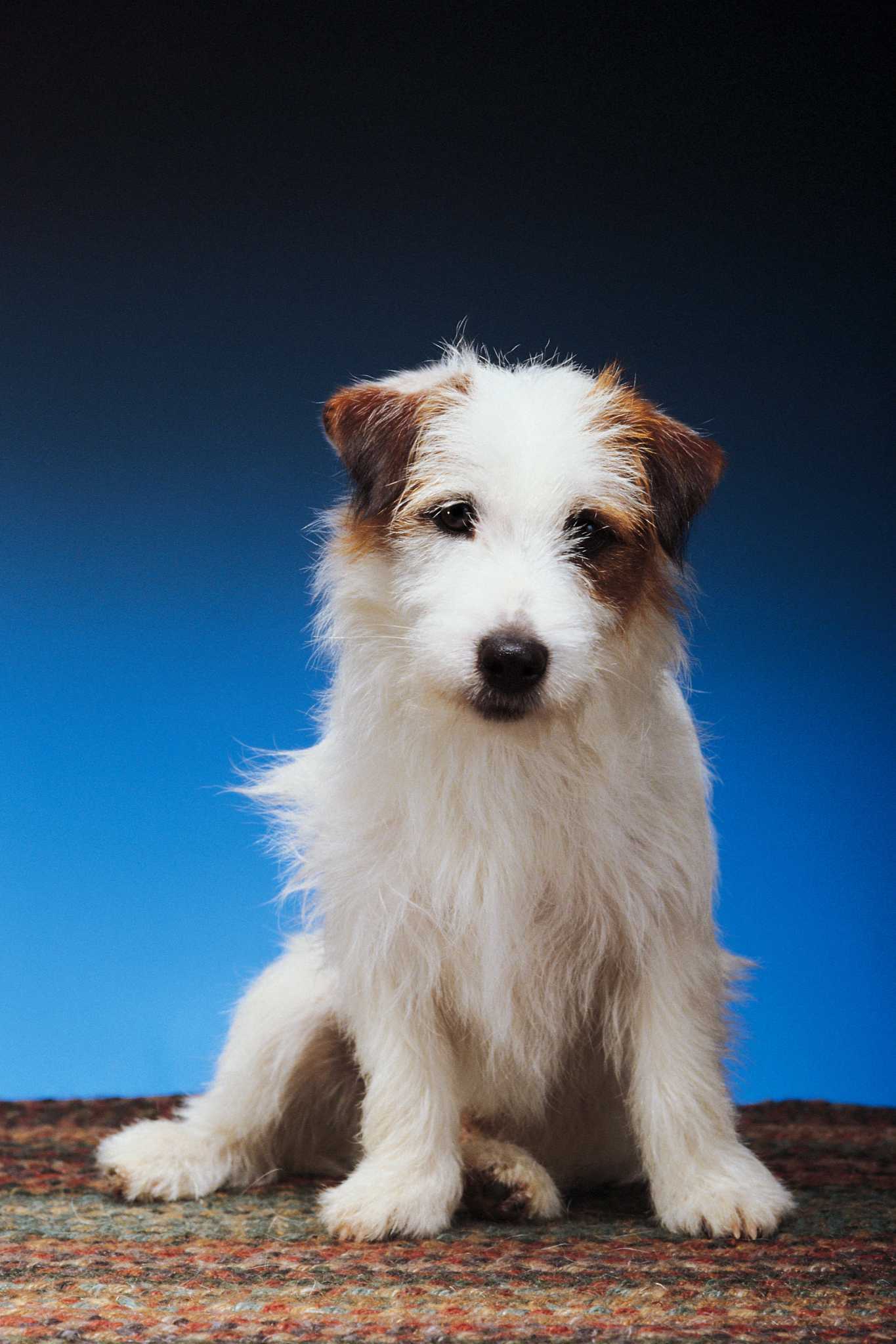 How to Get Dog Smells Out of Large Rugs