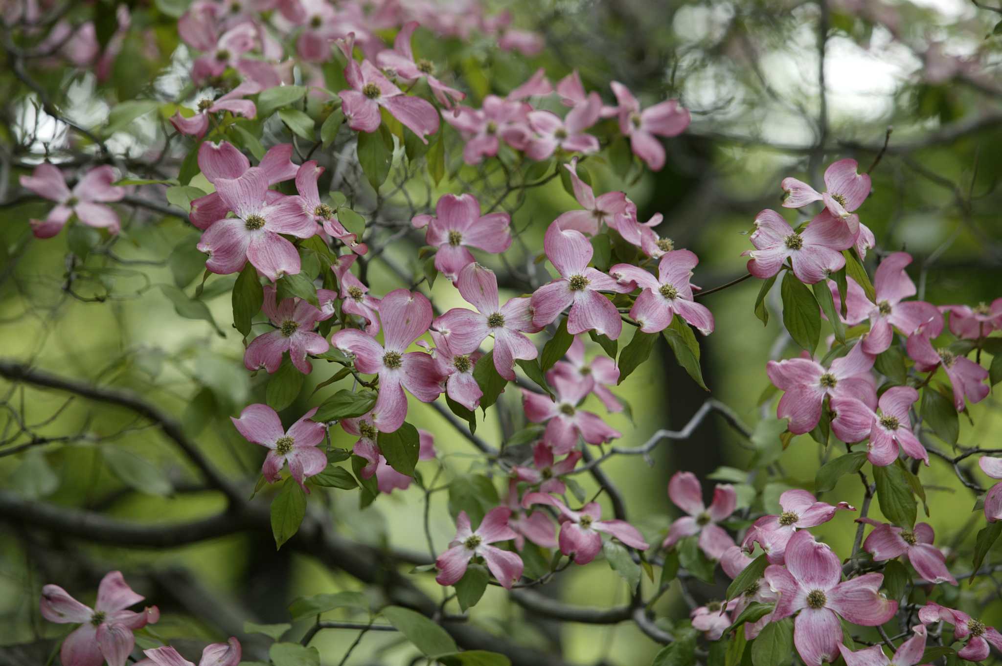 How to Plant a Flowering Dogwood From Seedlings