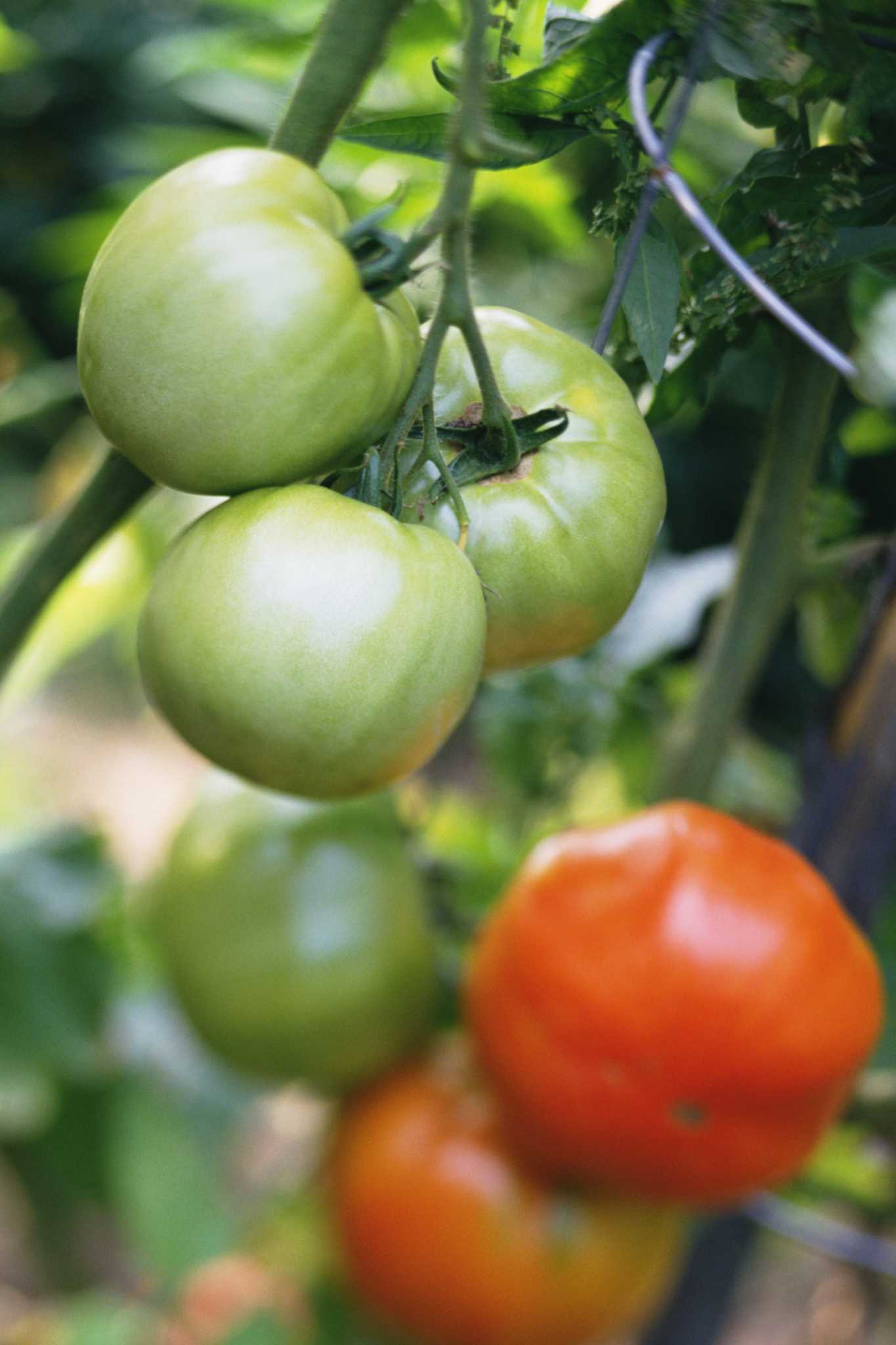 Mastering the Art of Tomato Gardening