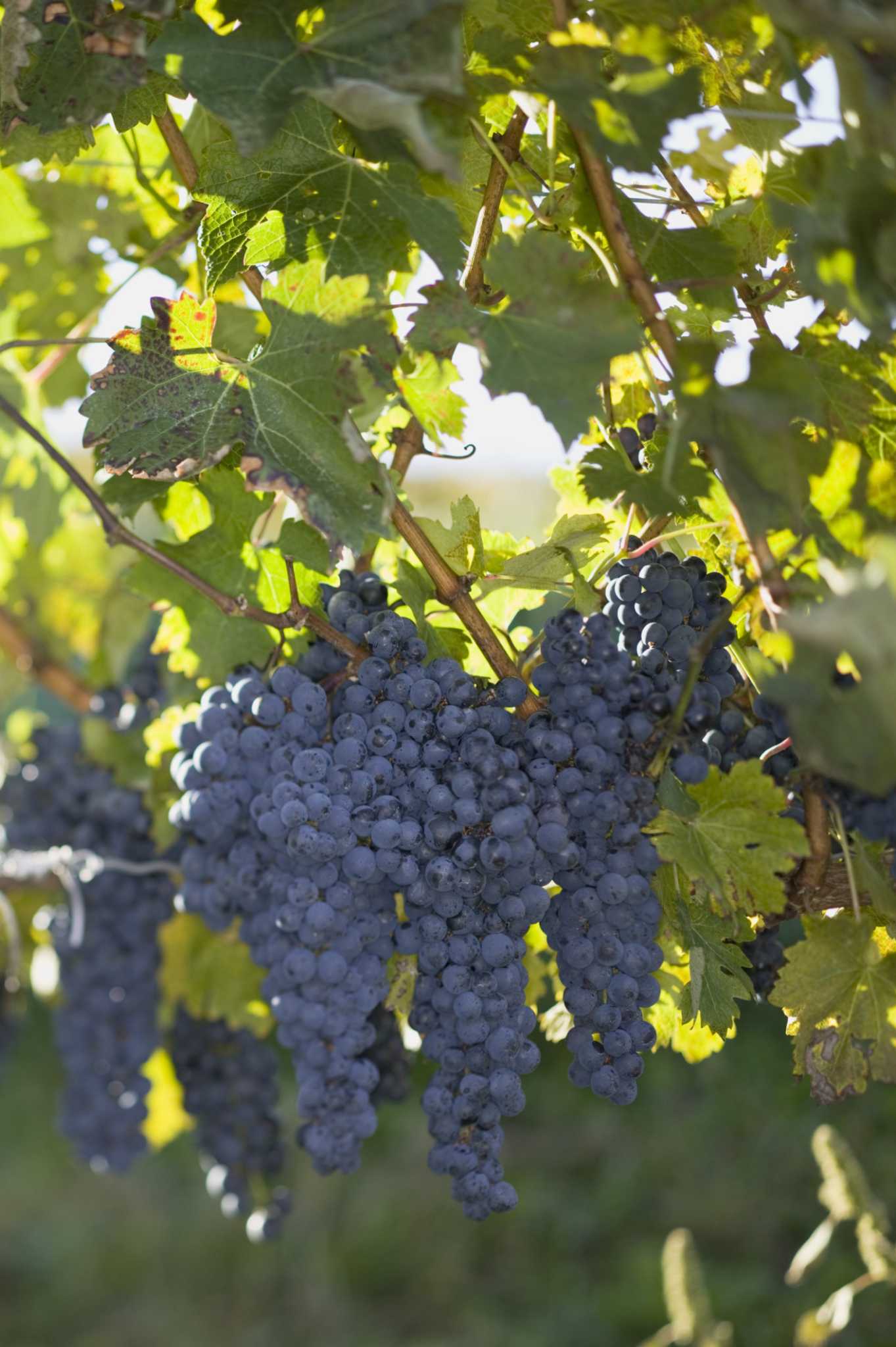 How to Prune Old Grape Vines