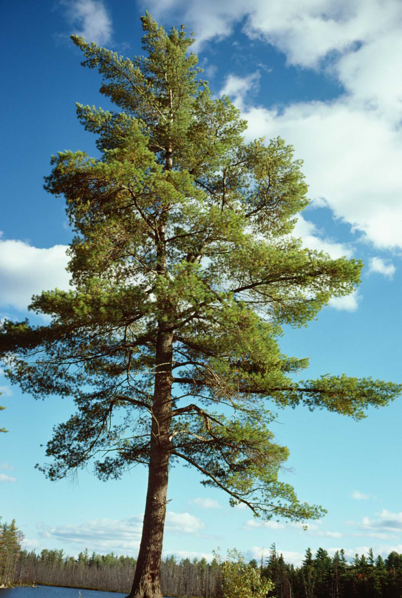 If Bark Is Removed Around the Body of a Pine Tree, Will it Die?