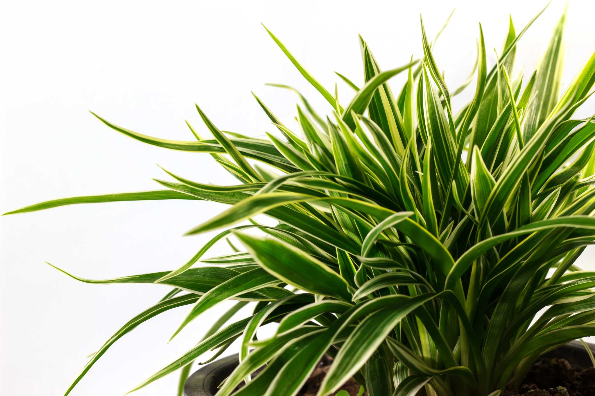 Dracaena Marginata Plant Propagation