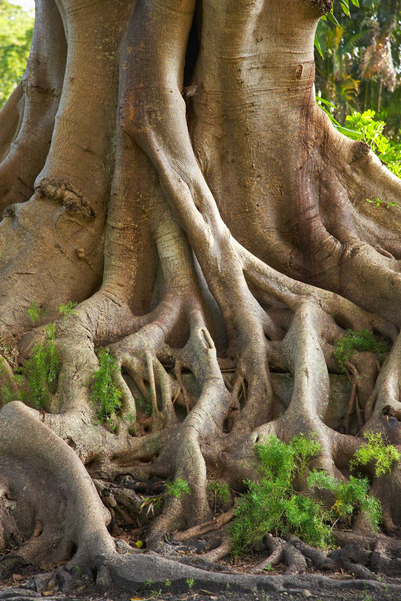 How to Drill Tree Roots & Apply Chemicals