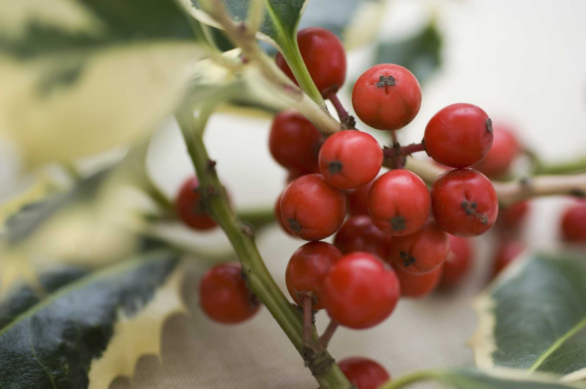 Cluster of Red Berries on a Bush in California by DejaVu Designs