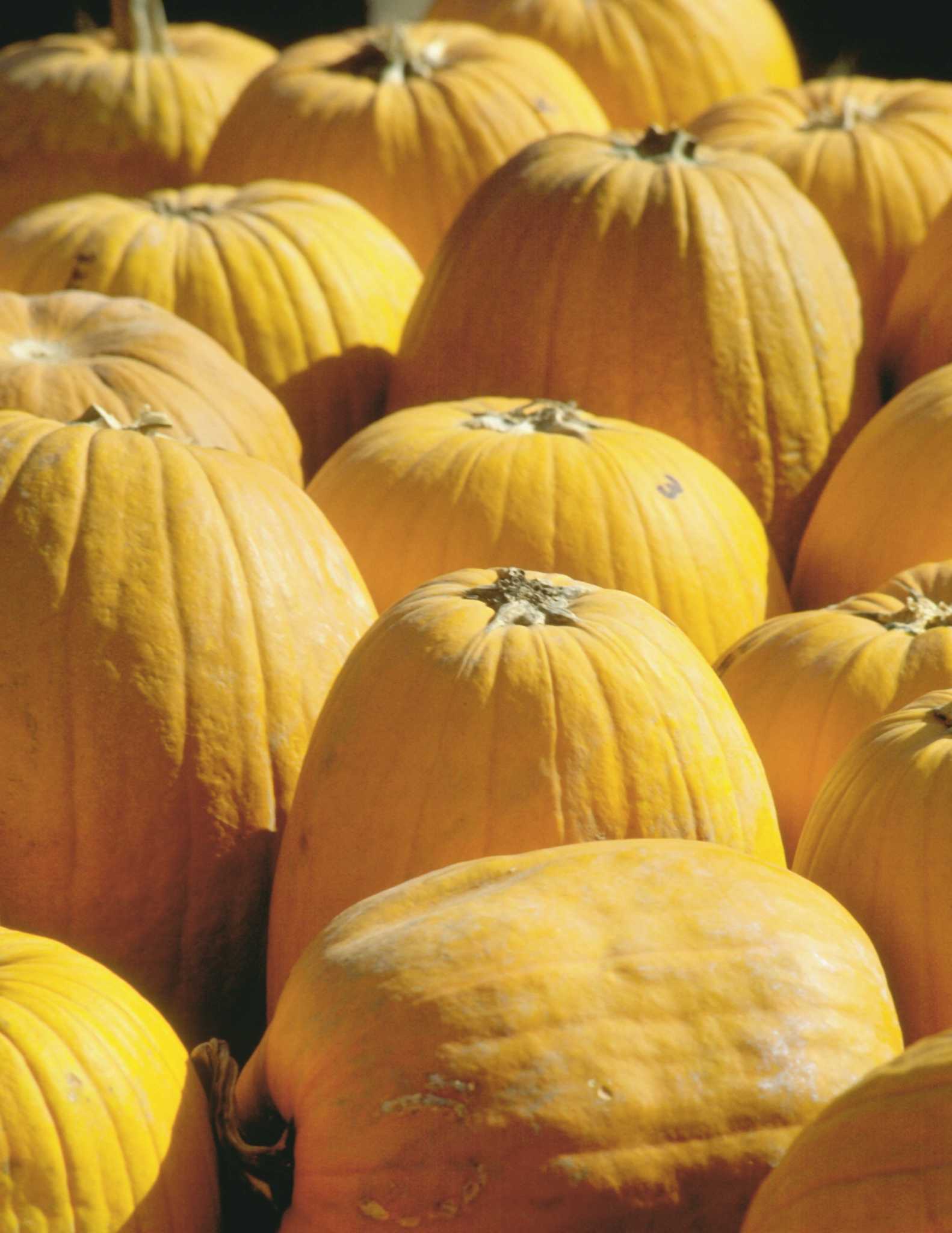 how-to-dry-giant-pumpkin-seeds-for-germination