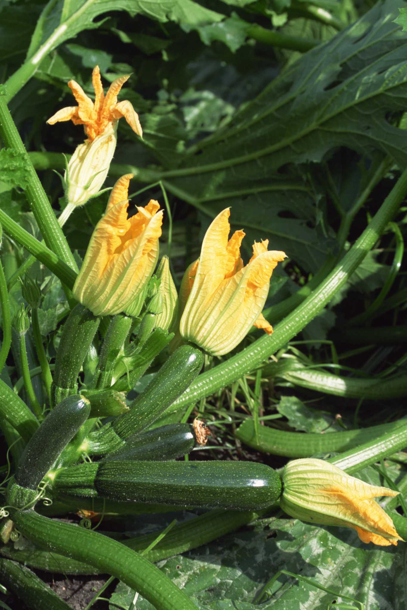 Why Is My Zucchini Rotting?