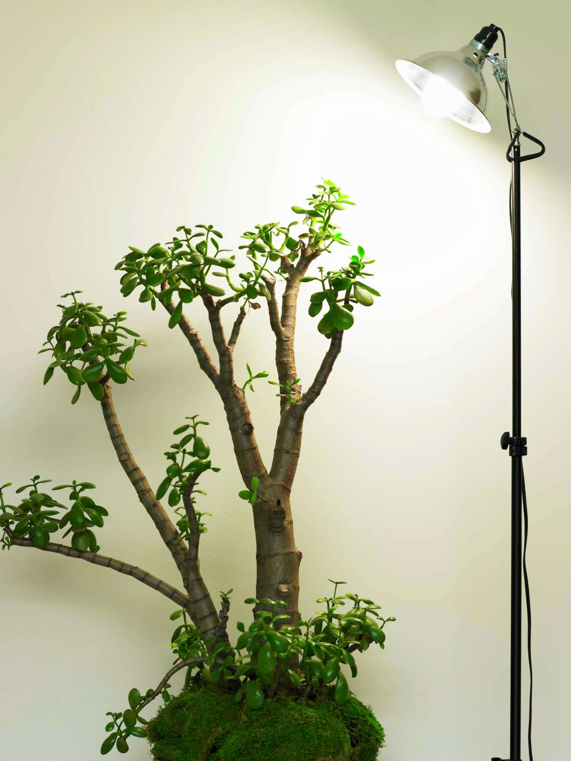 How to Prune Drooping Jade Plants