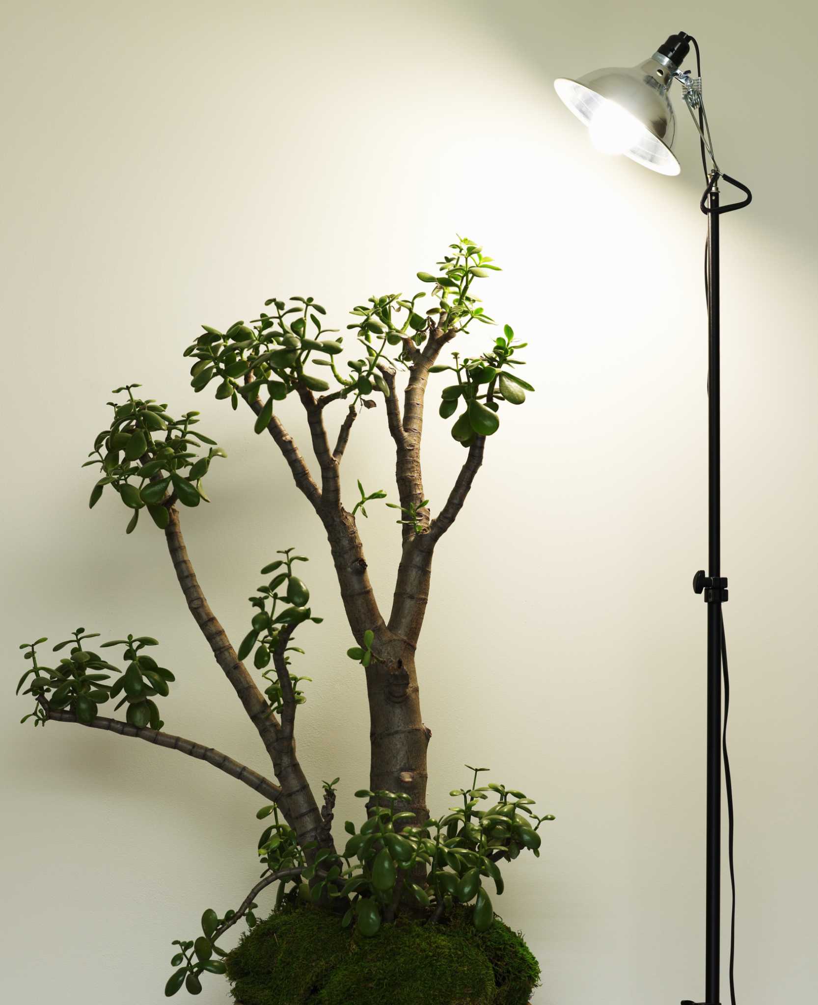 Jade plant outlet grow light