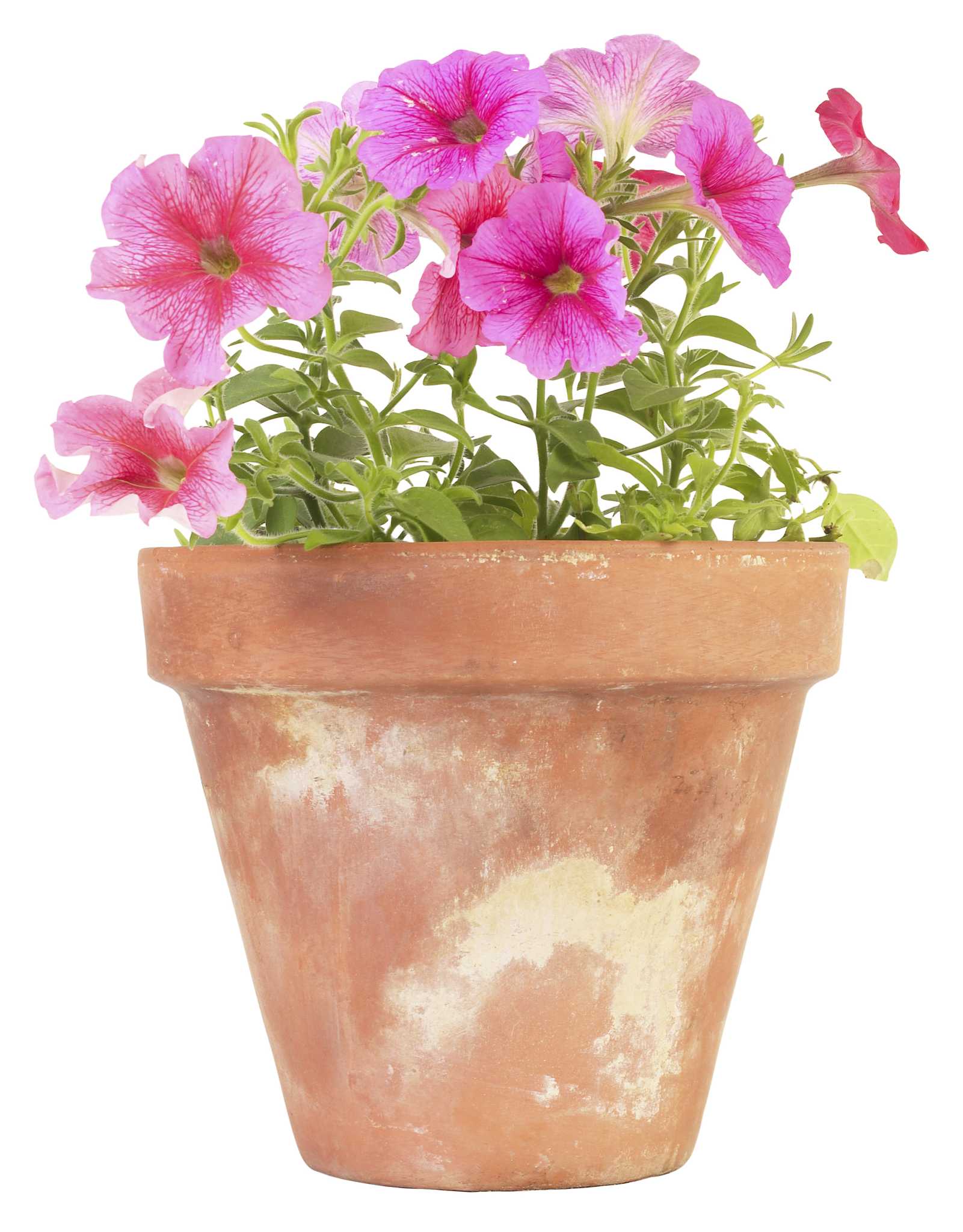 What Is the Advantage of Growing a Plant in a Clay Pot?