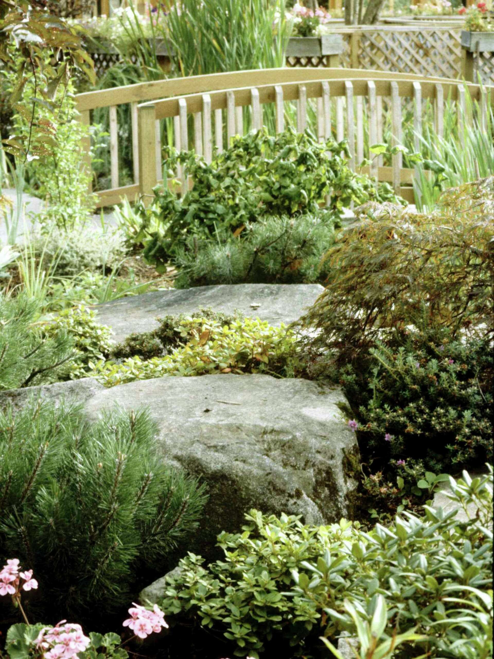 anemone honorine jobert companion plants Anemone x hybrida 'Honorine Jobert'