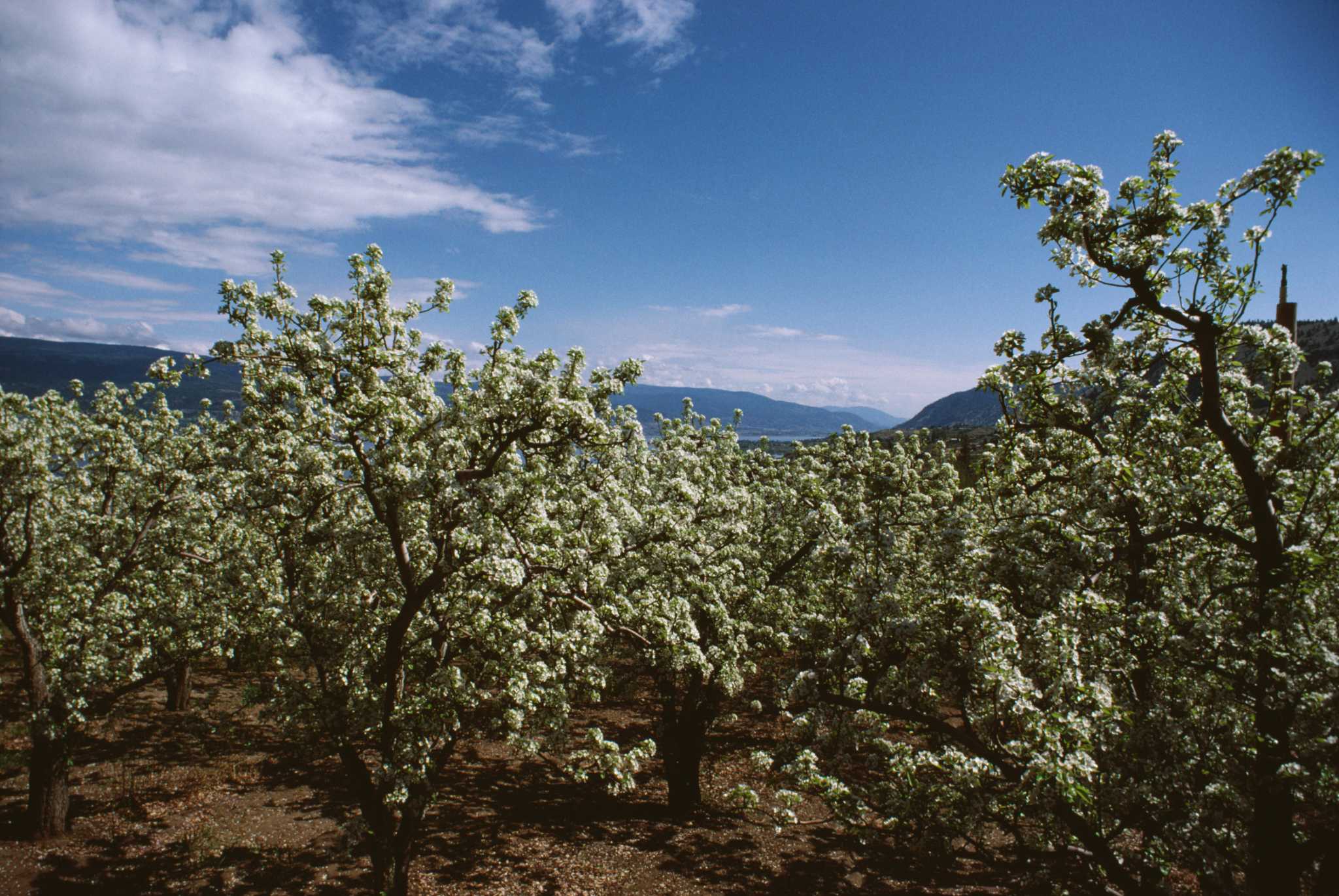 Dwarf Peach Tree Varieties