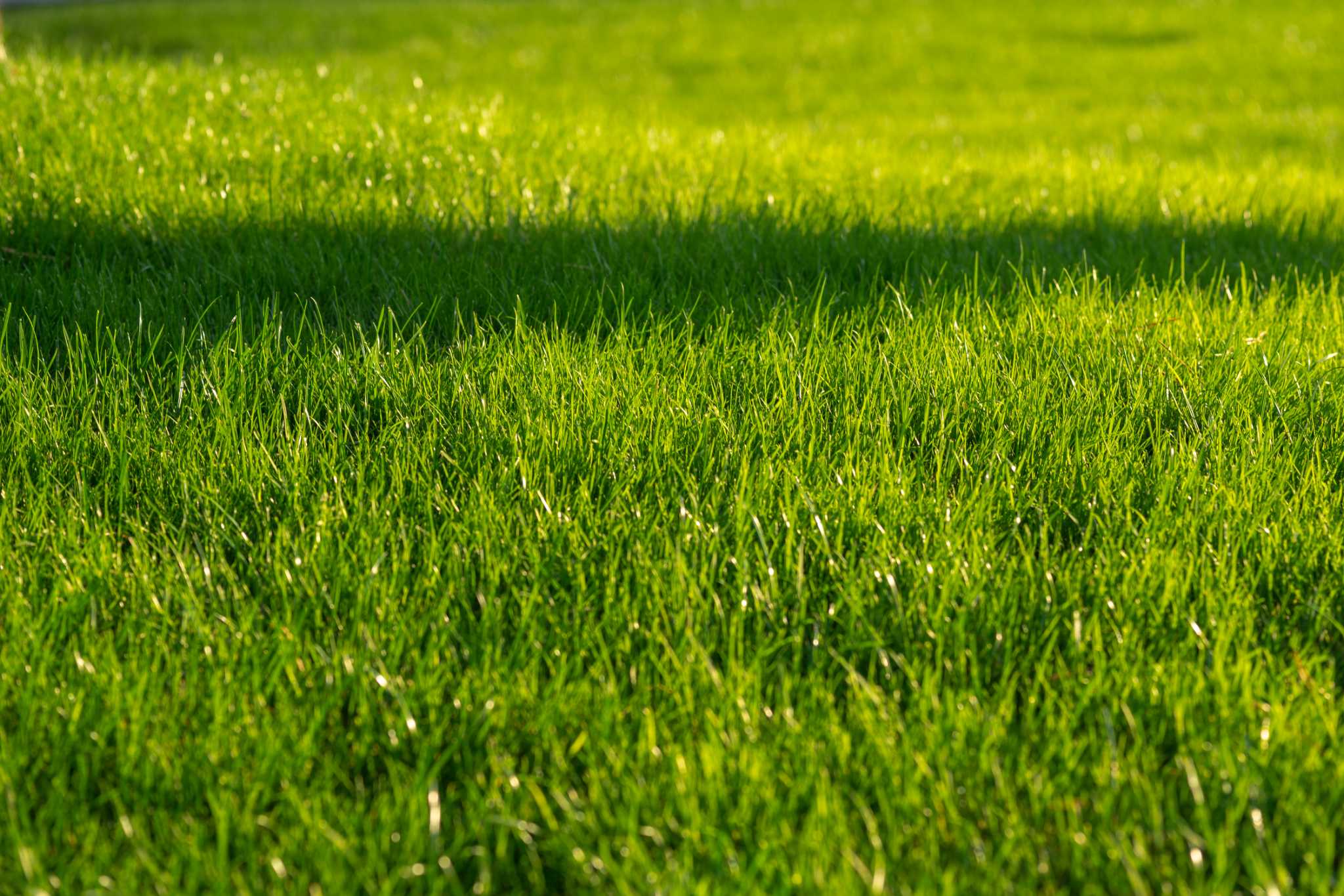 How to Aerate Your Lawn Without Machines