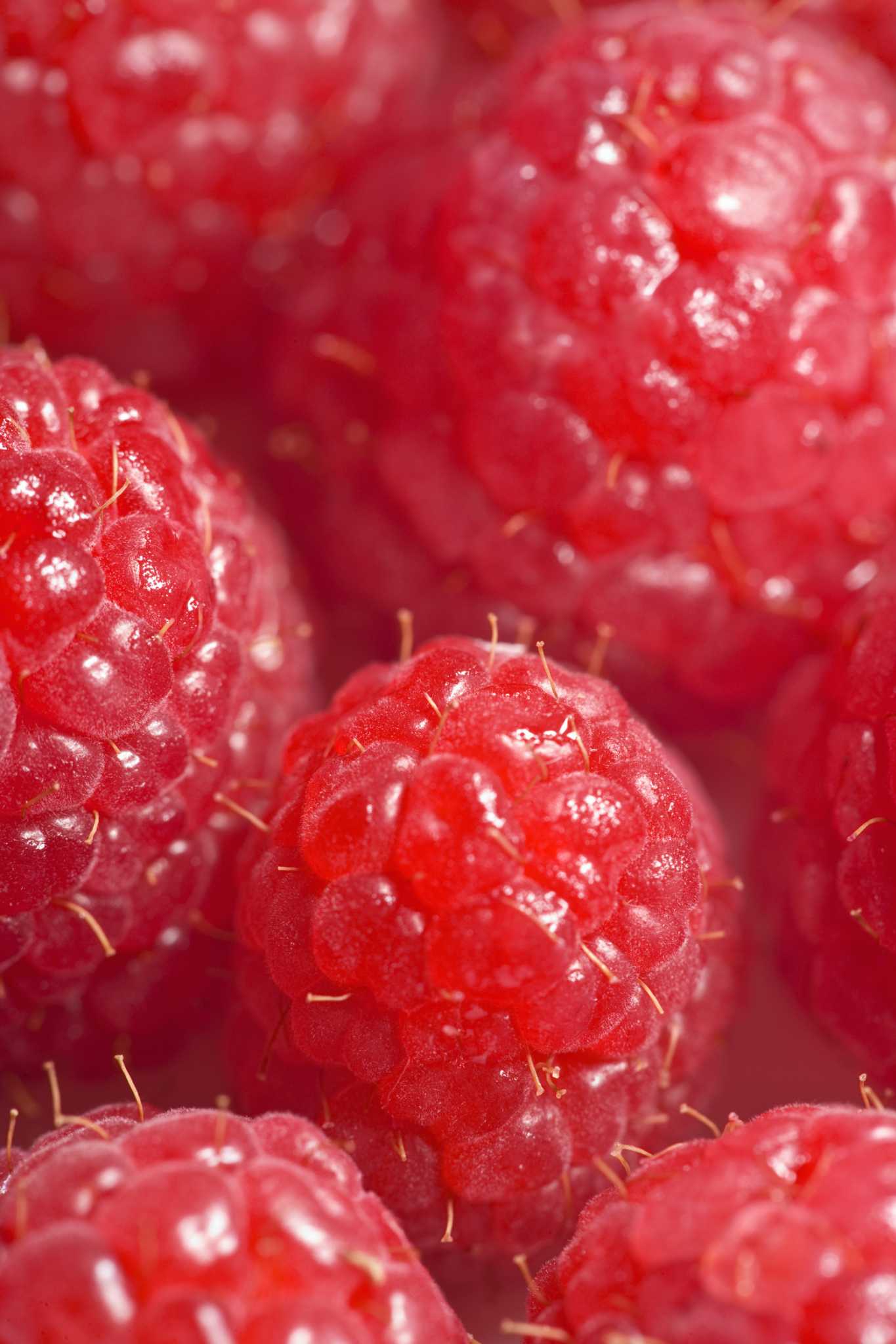 How to Protect Raspberries