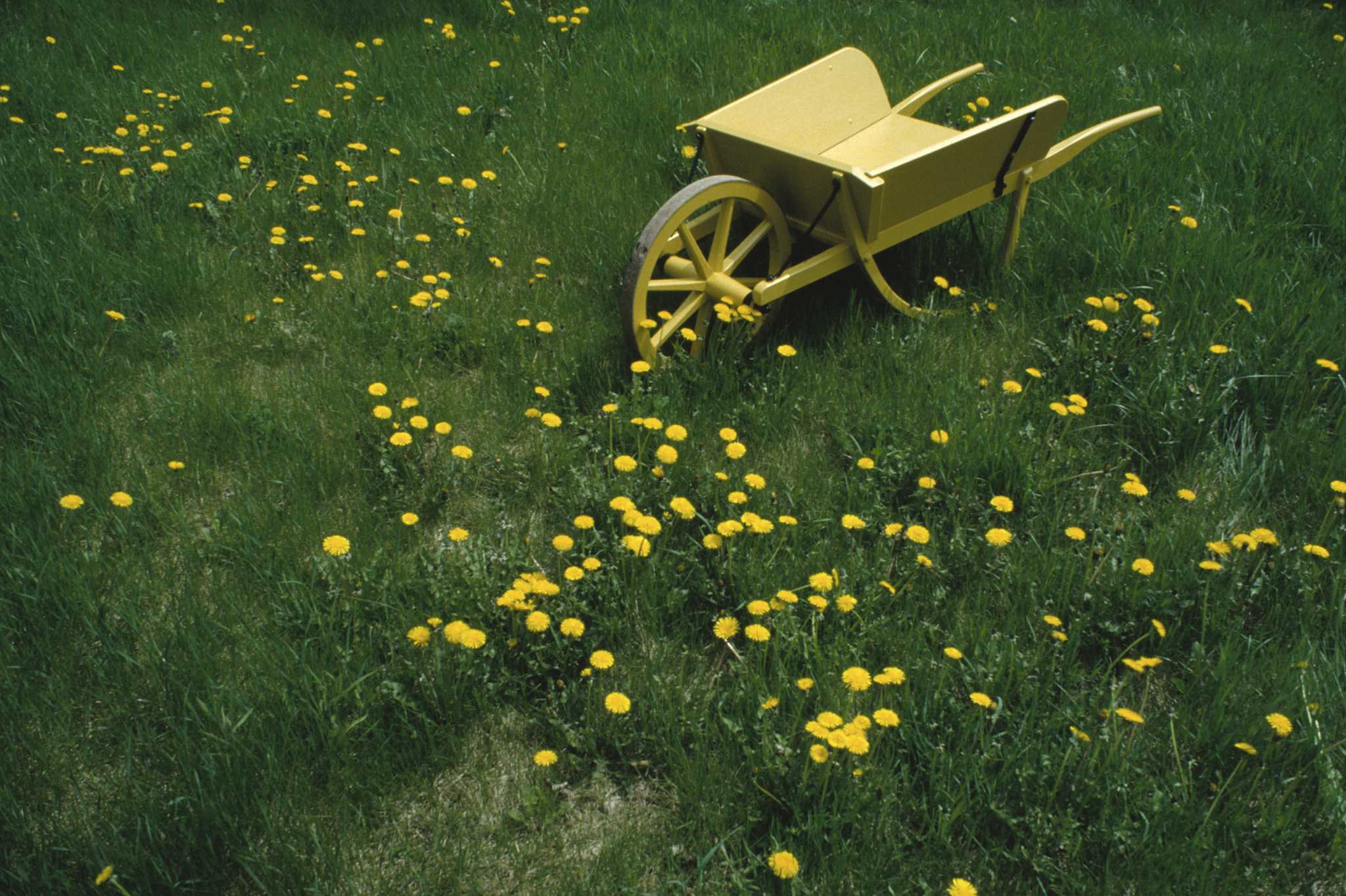 how-to-tell-weeds-from-flowers