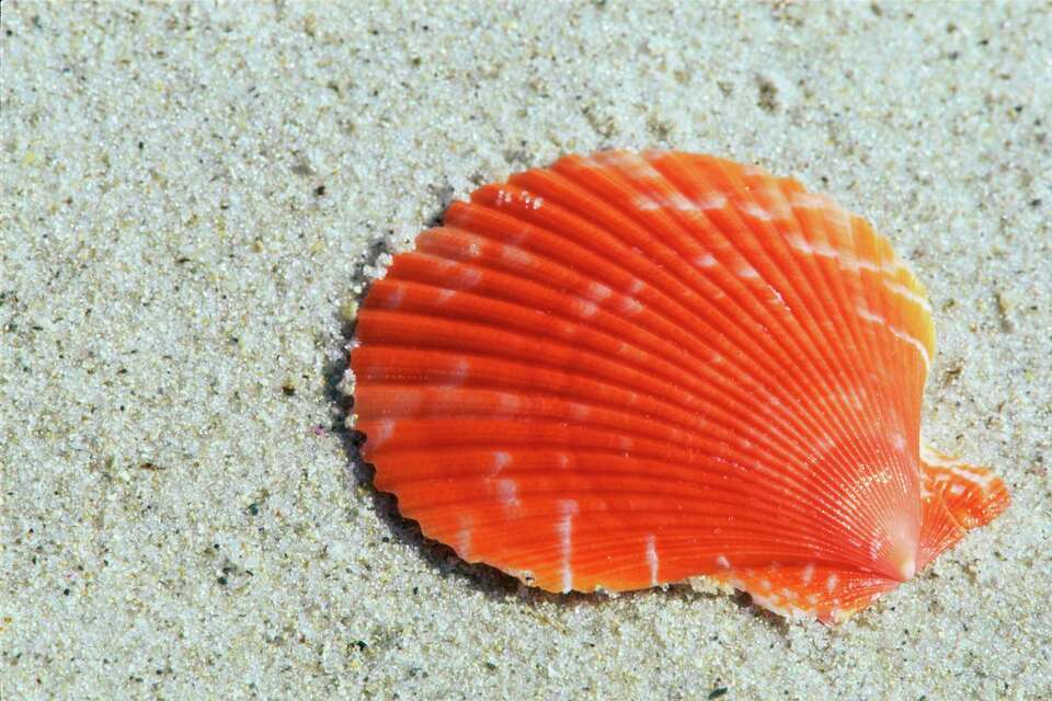 Shell Dye Fandom How to Dye Seashells