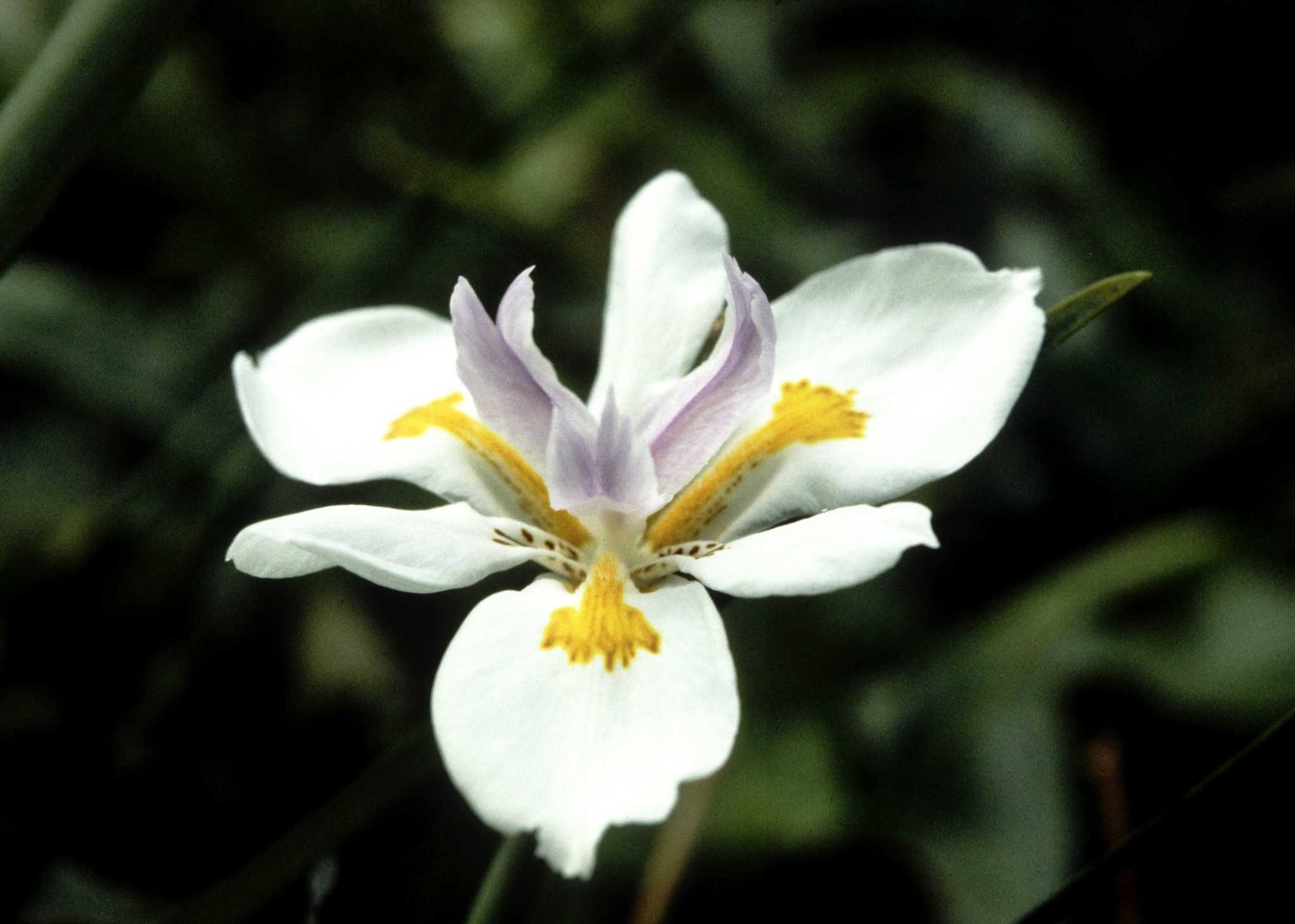 Tall Bearded Iris (Iris 'Lace Point') in the Irises Database