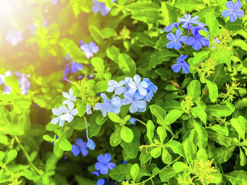 Why Are My African Violet Leaves Wilting?