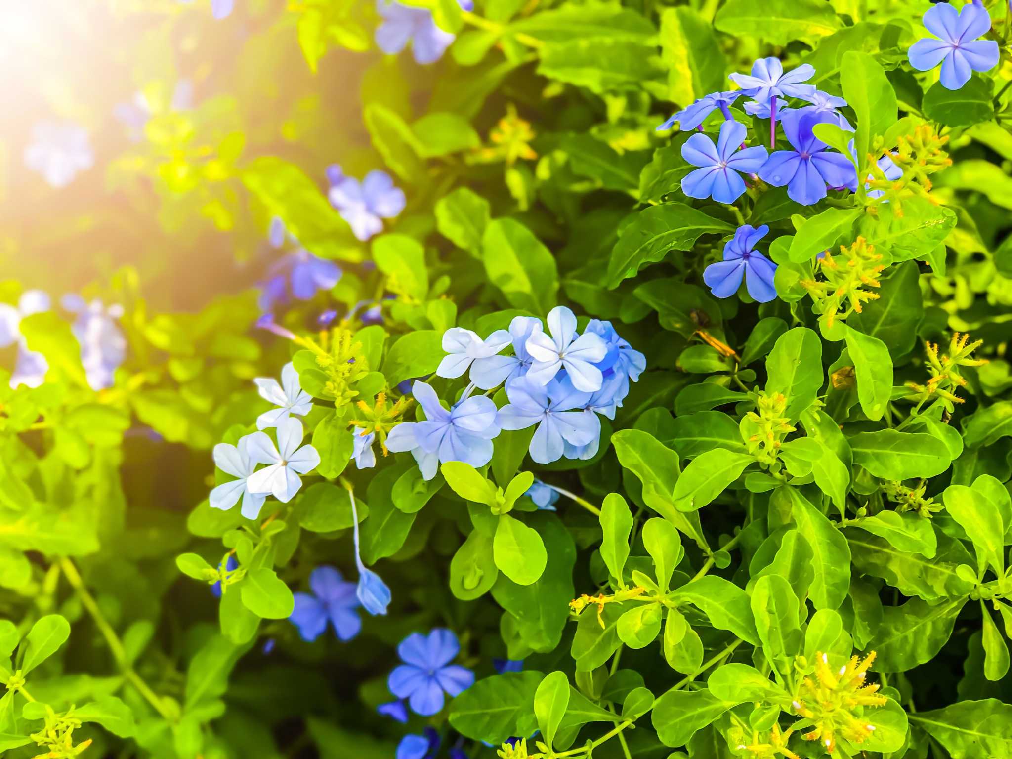 Why Are My African Violet Leaves Wilting?