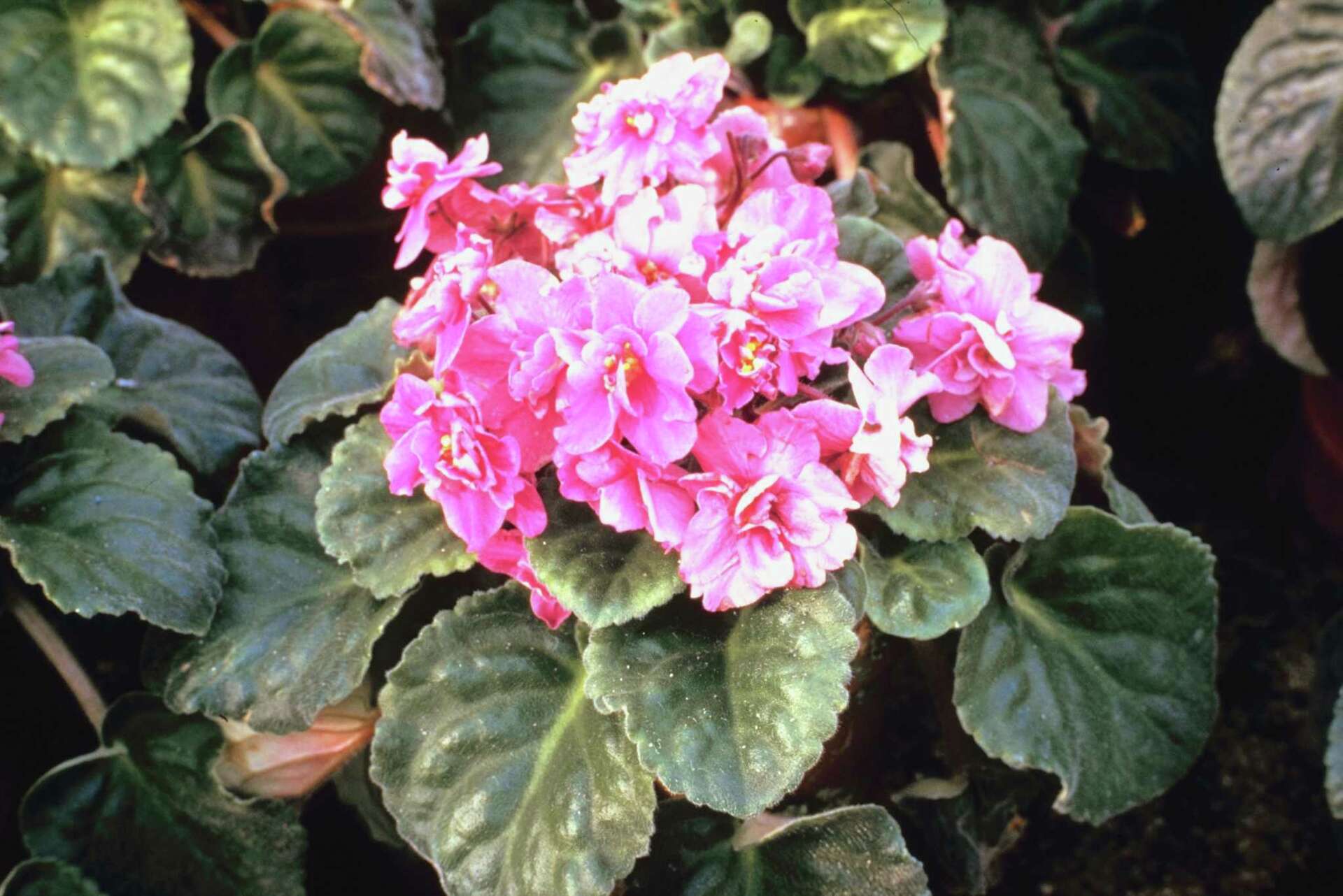 Powdery Mildew on an African Violet