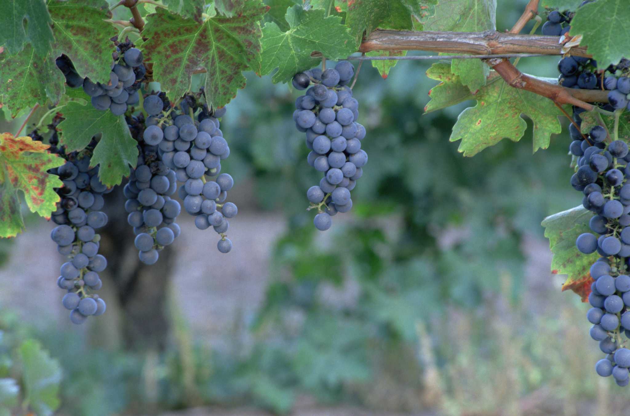 Ruby Seedless Grape, Vitis vinifera 'Ruby Seedless', Monrovia Plant