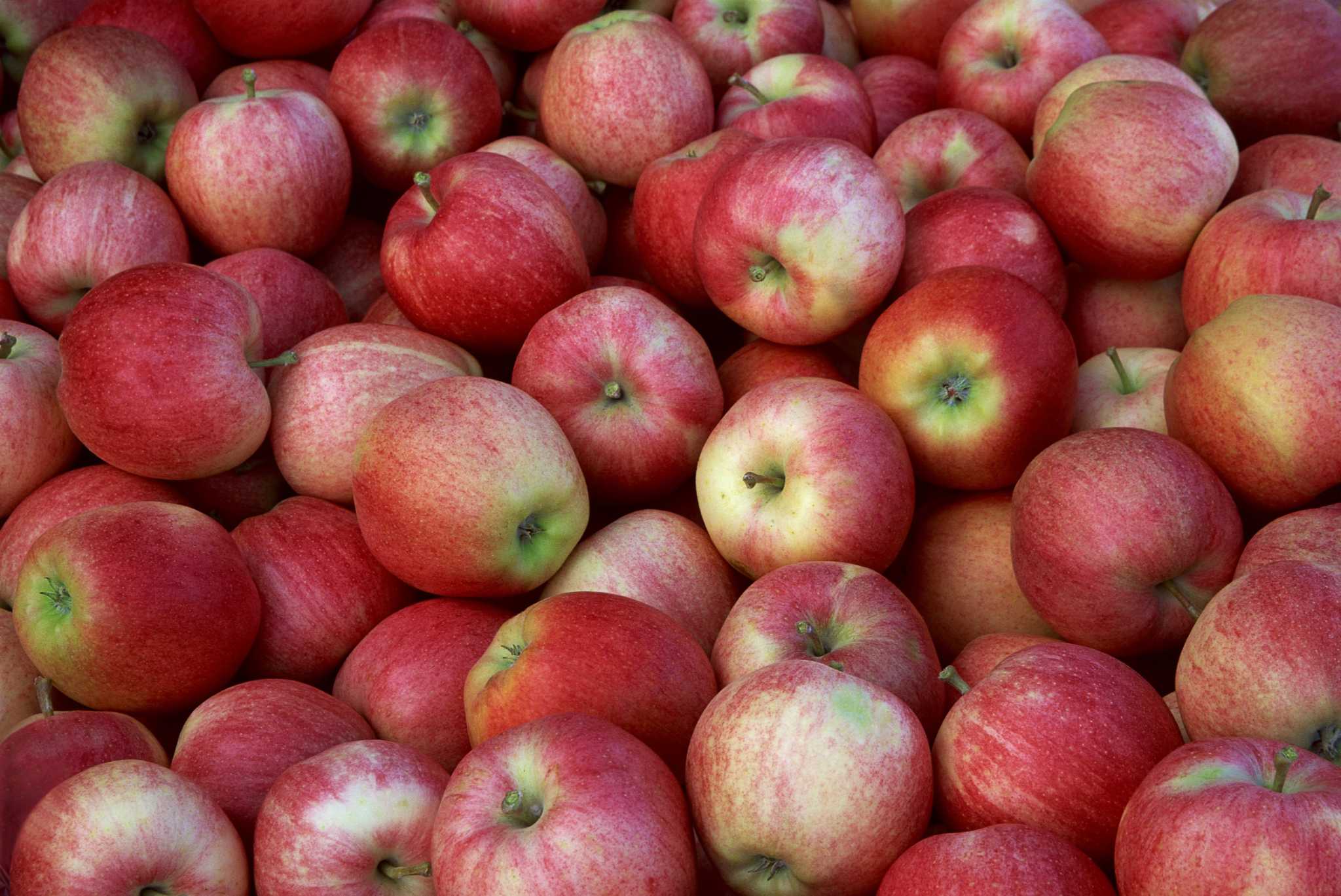 When the Gala apples are ripe, you know summer is almost over – Live Earth  Farm