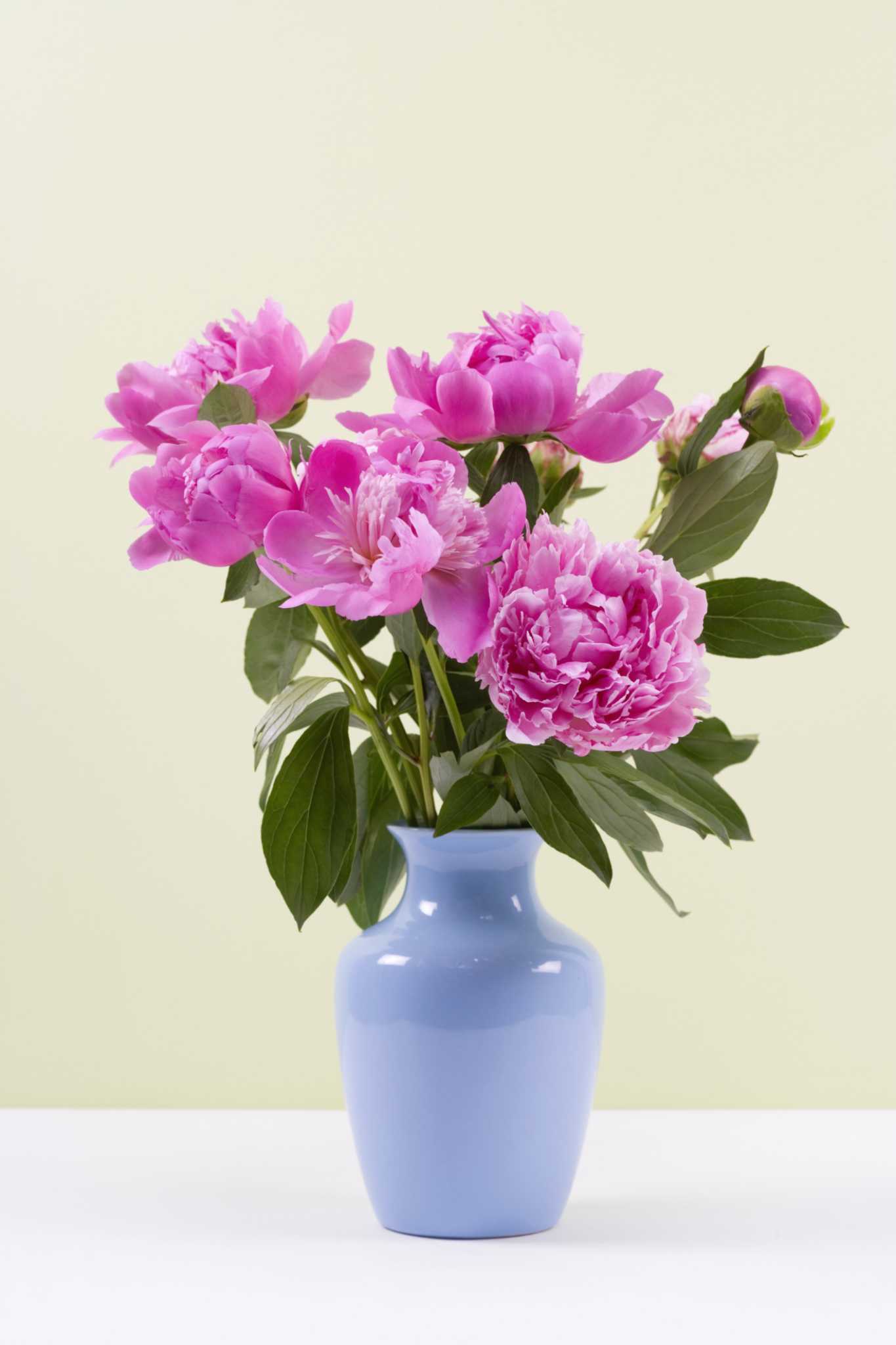 When to Pick Peonies