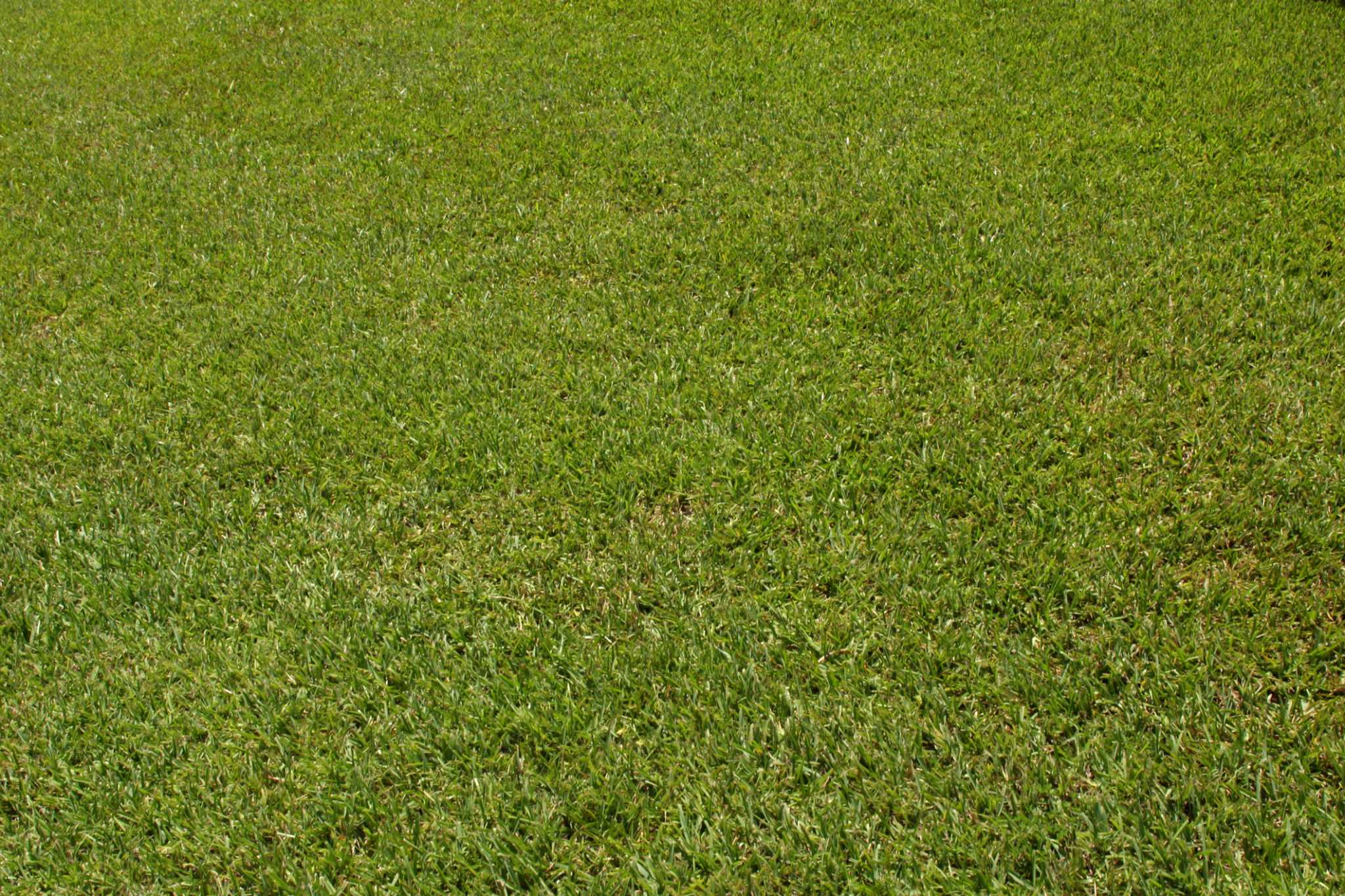 How Long Does it Take for Kentucky Blue Grass to Germinate?