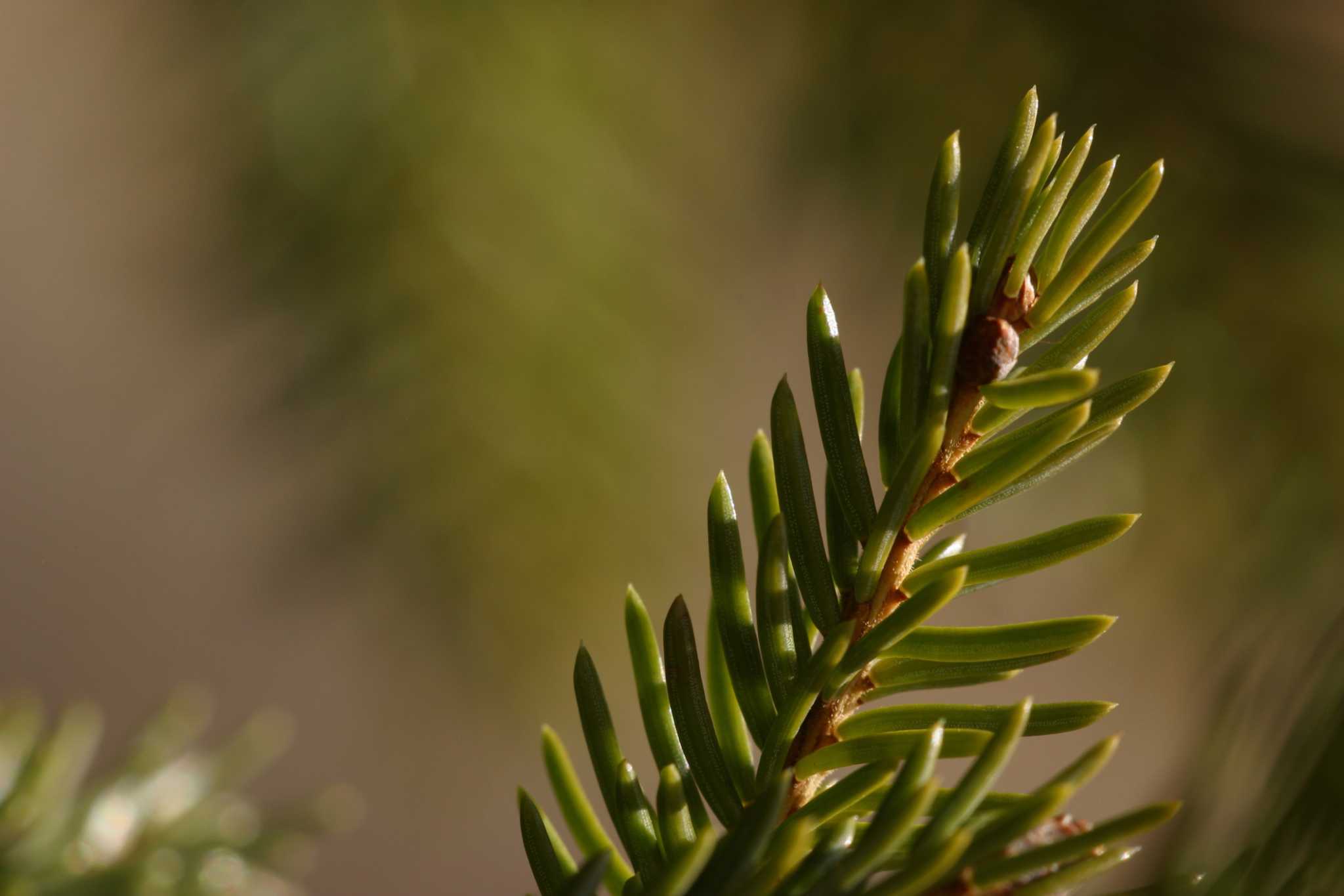 Spruce Tree Reproduction And Seeds 4137