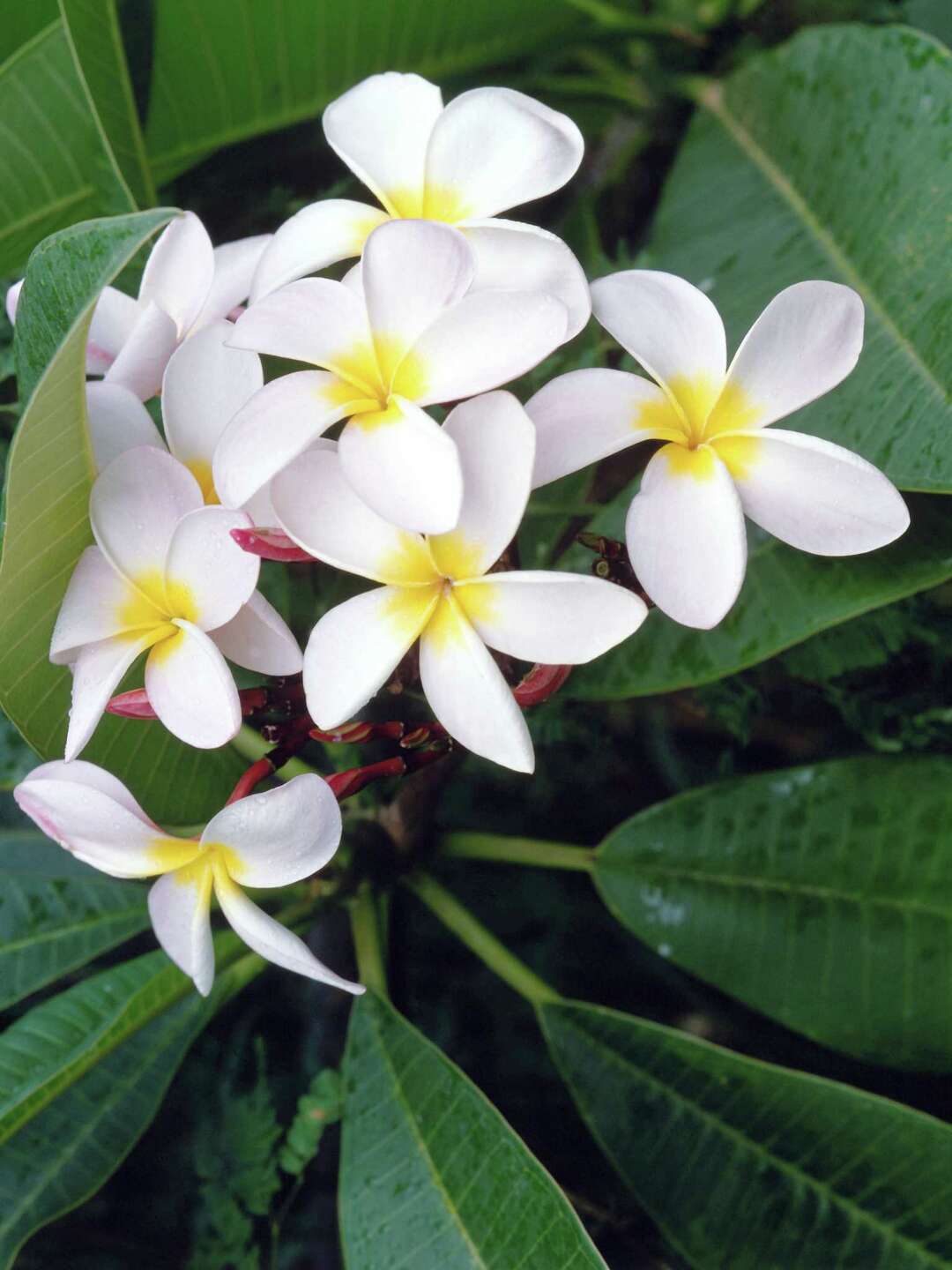 How to Care for and Transplant a Frangipani Flower