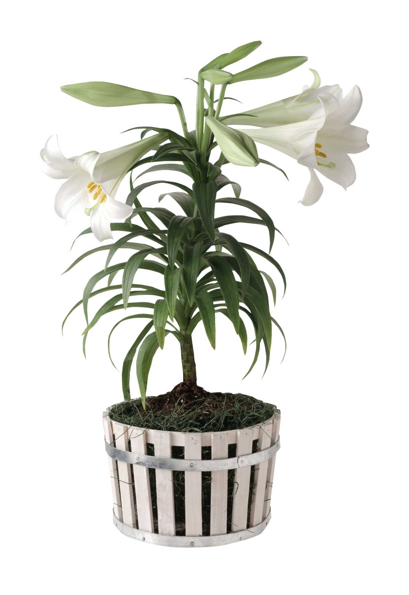 flower seeds for sale cheap Complete Garden Seed Collection - Non GMO Varieties main image 1