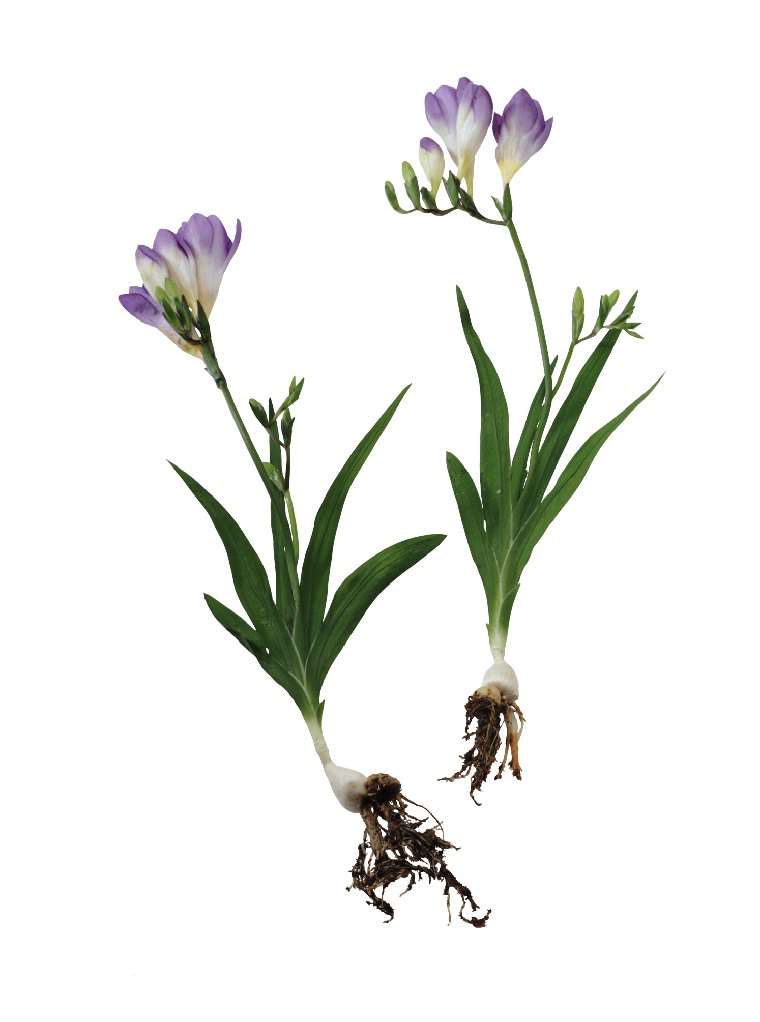 Easy Planting Instructions for Freesia