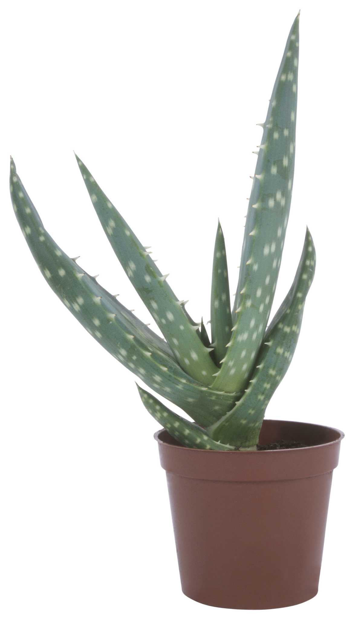 Plants That Can Make Animals Sick