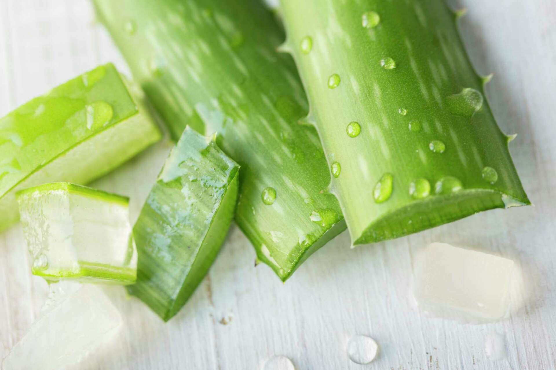An Aloe Vera Plant That Is Oozing & Stinking