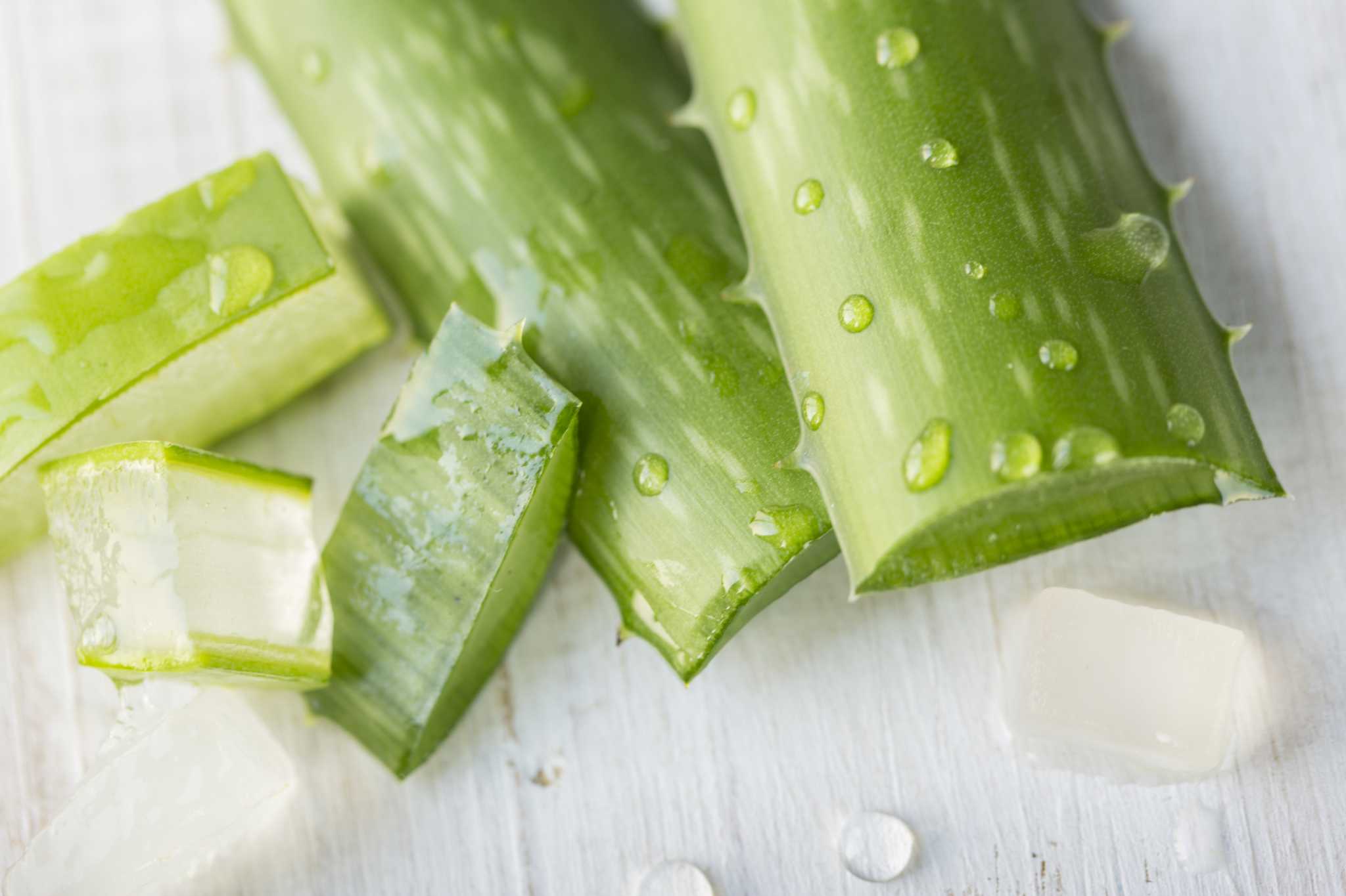 An Aloe Vera Plant That Is Oozing & Stinking