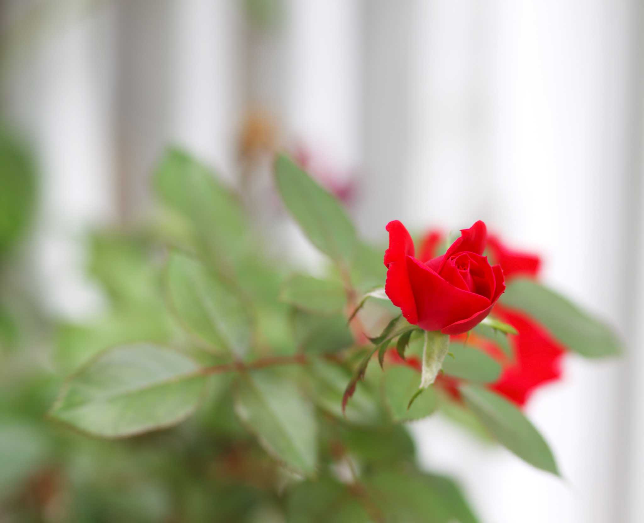 What Is Eating My Knock Out Roses?