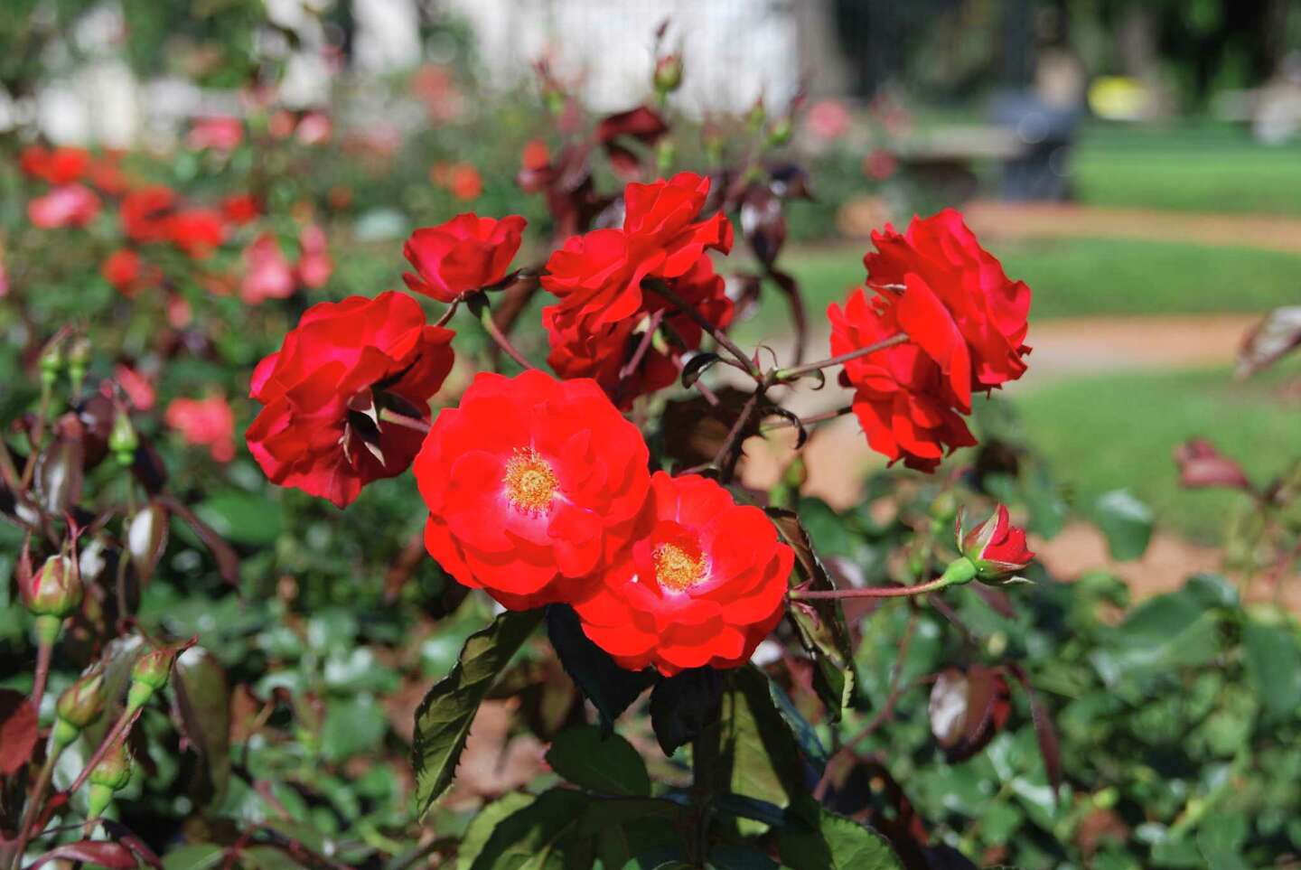 What Is Eating My Rose Leaves & How to Kill It