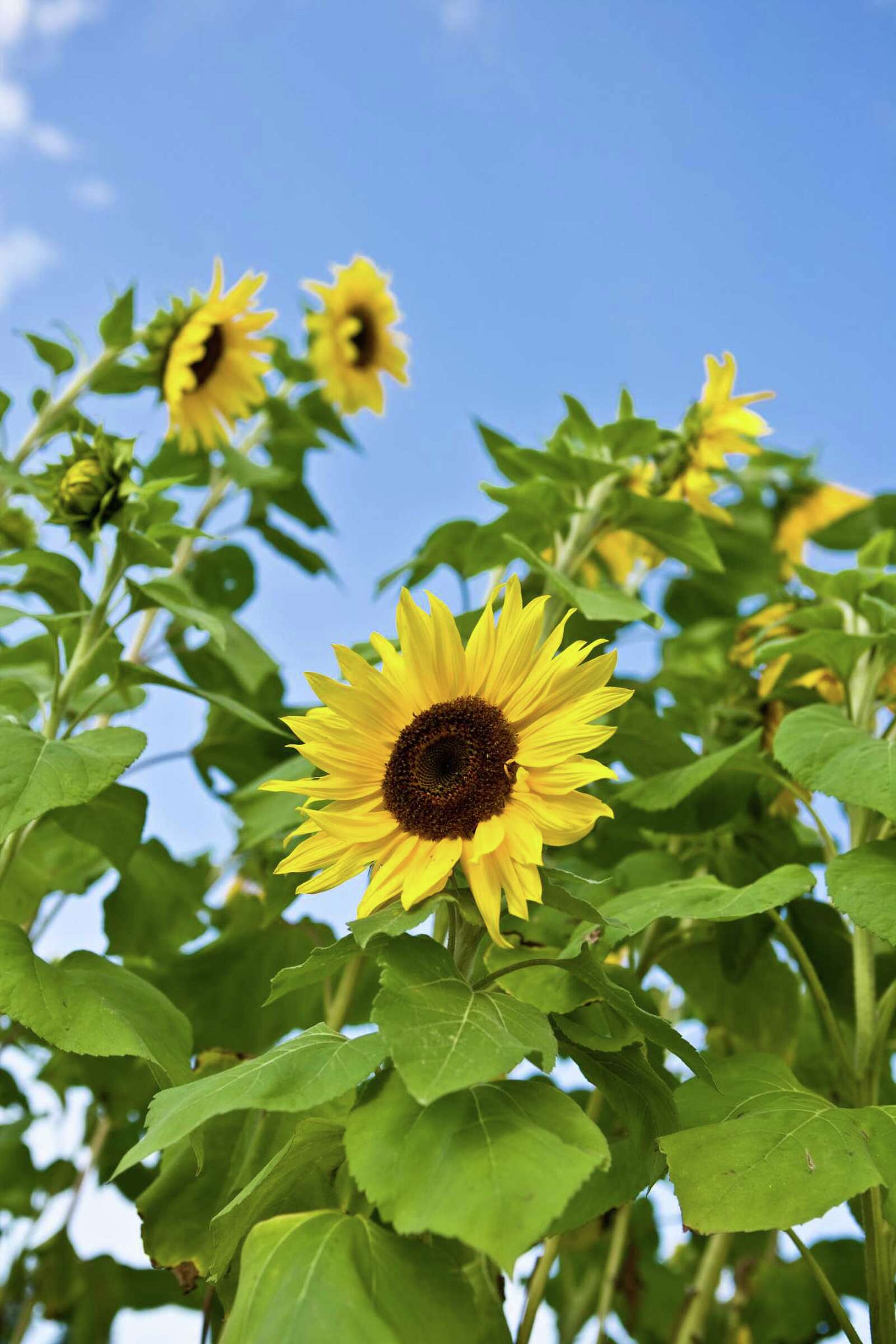 Do Sunflowers Harm or Help a Garden?