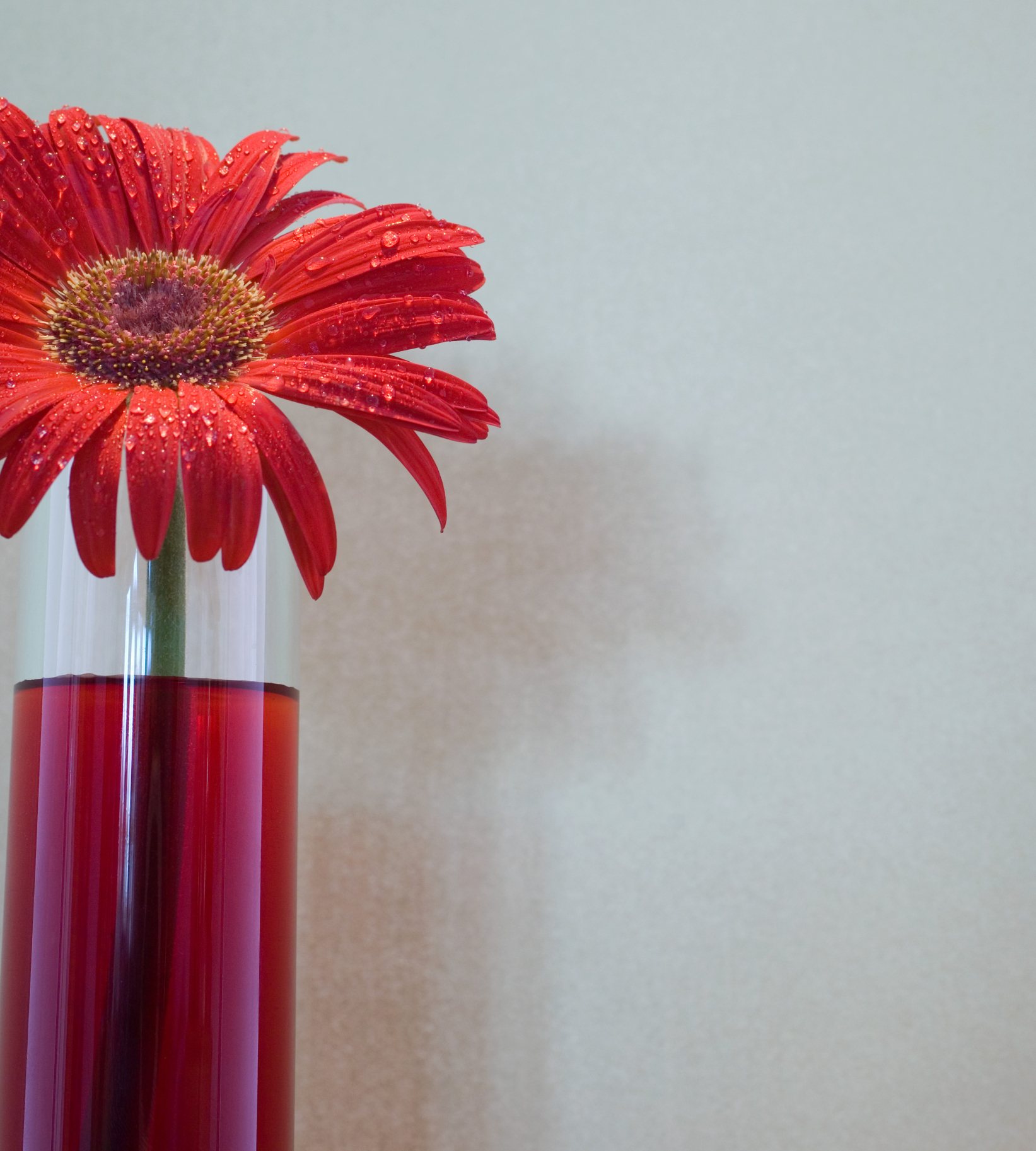 Gerbera jamesonii Jaguar™ Rose Picotee (Gerbera Daisy)