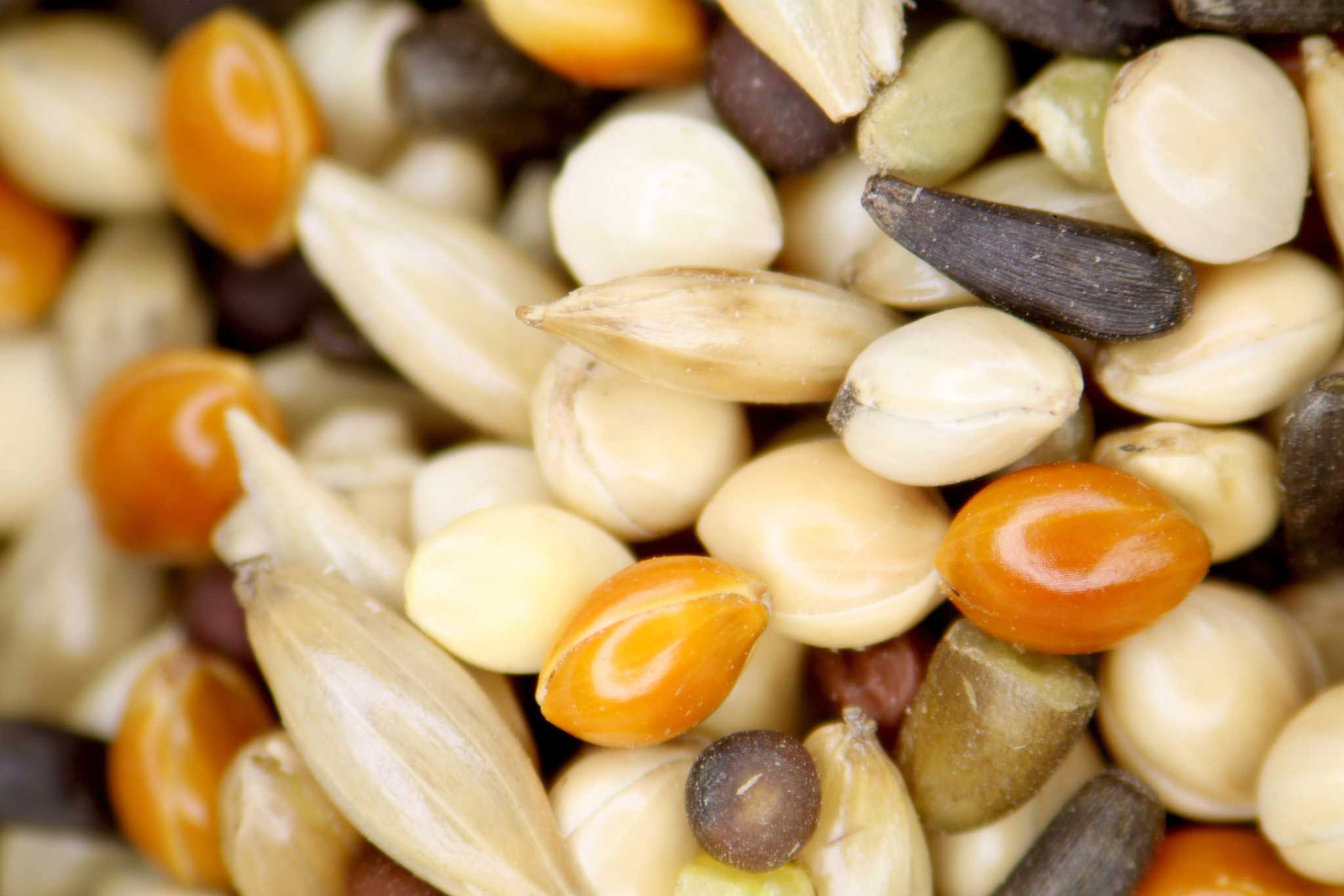 Will Hydrogen Peroxide Damage Plants?