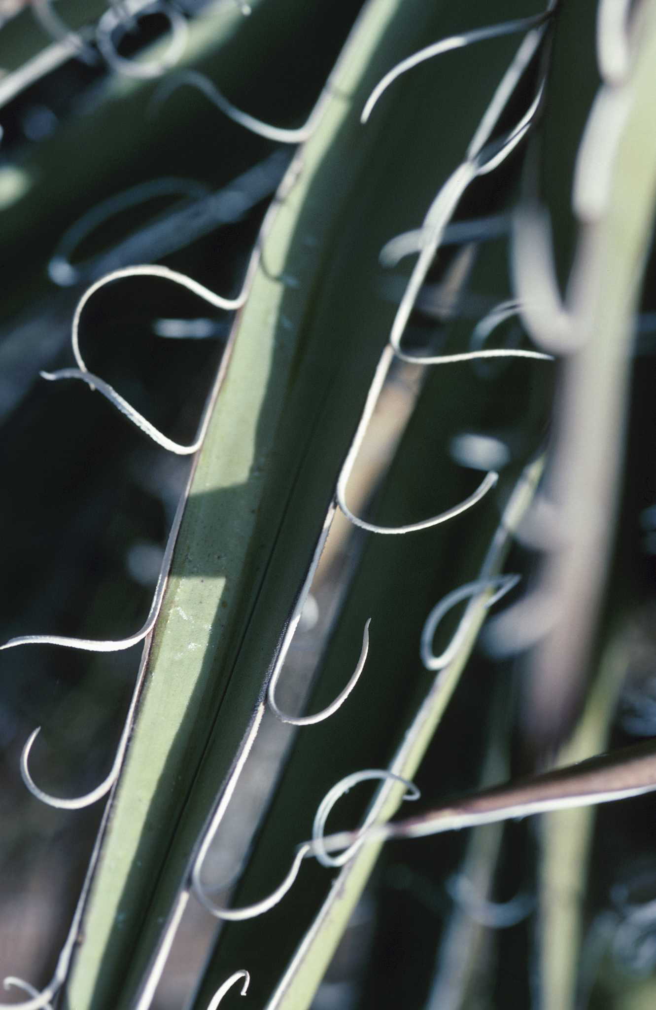 What Eats Yucca Plants?