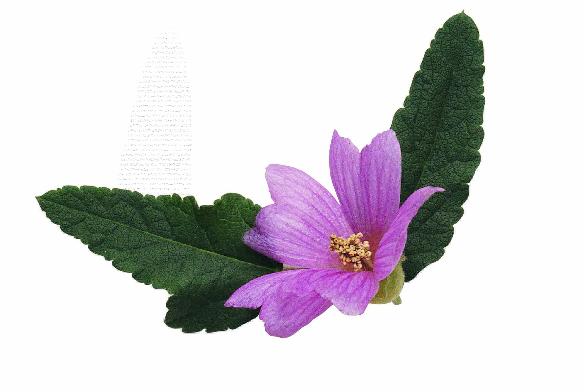 How to Grow Malva Zebrina