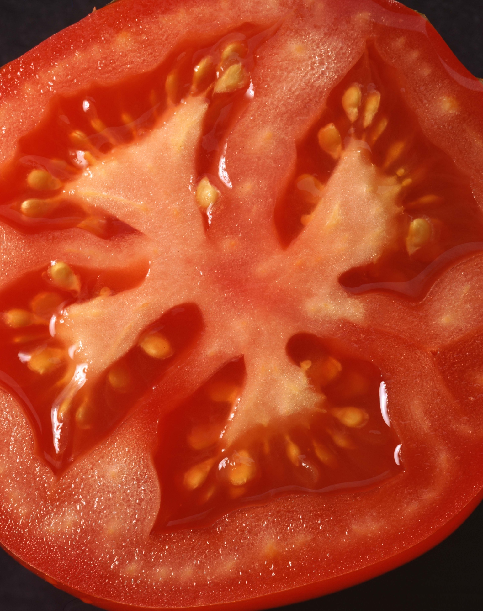 Solo Cup Tomatoes 🍅 - My Favorite Method for Starting Tomatoes