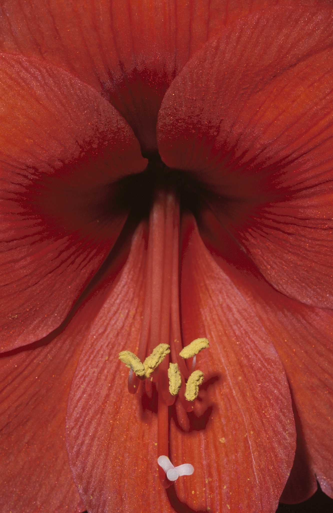 Is Amaryllis Poisonous?